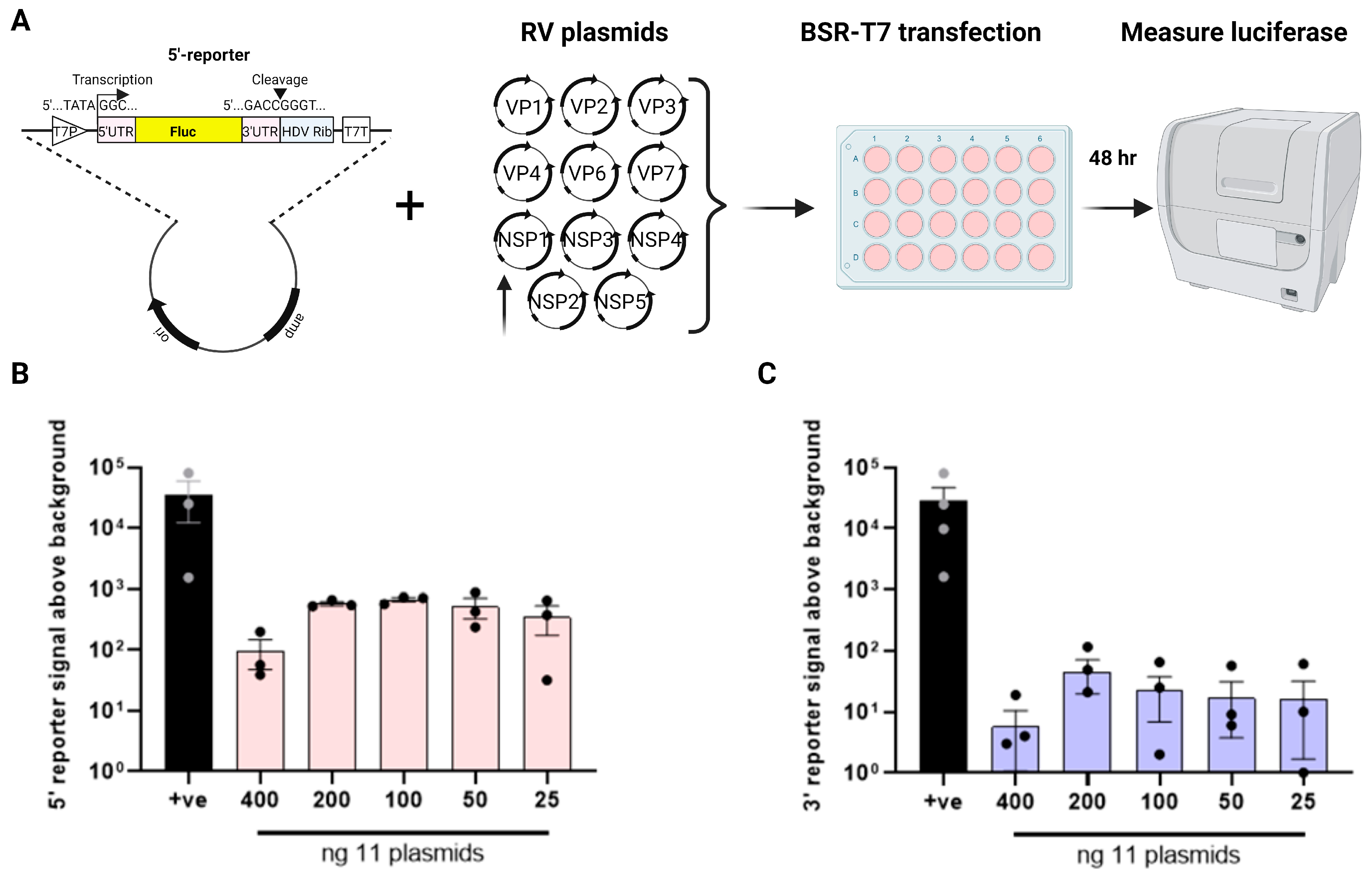 Viruses 16 01396 g002 Viruses 16 01396 g002