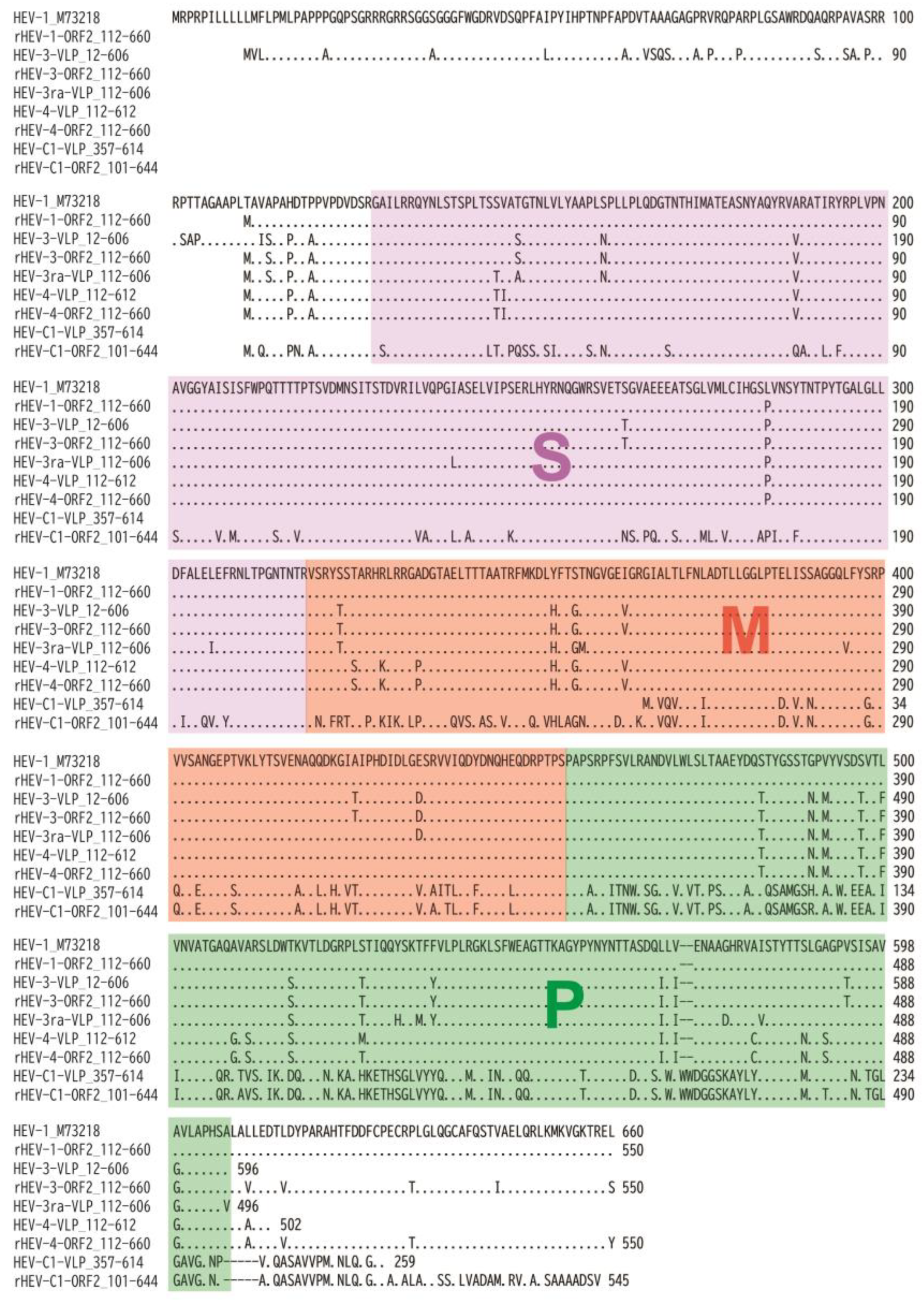 Viruses 16 01400 g002