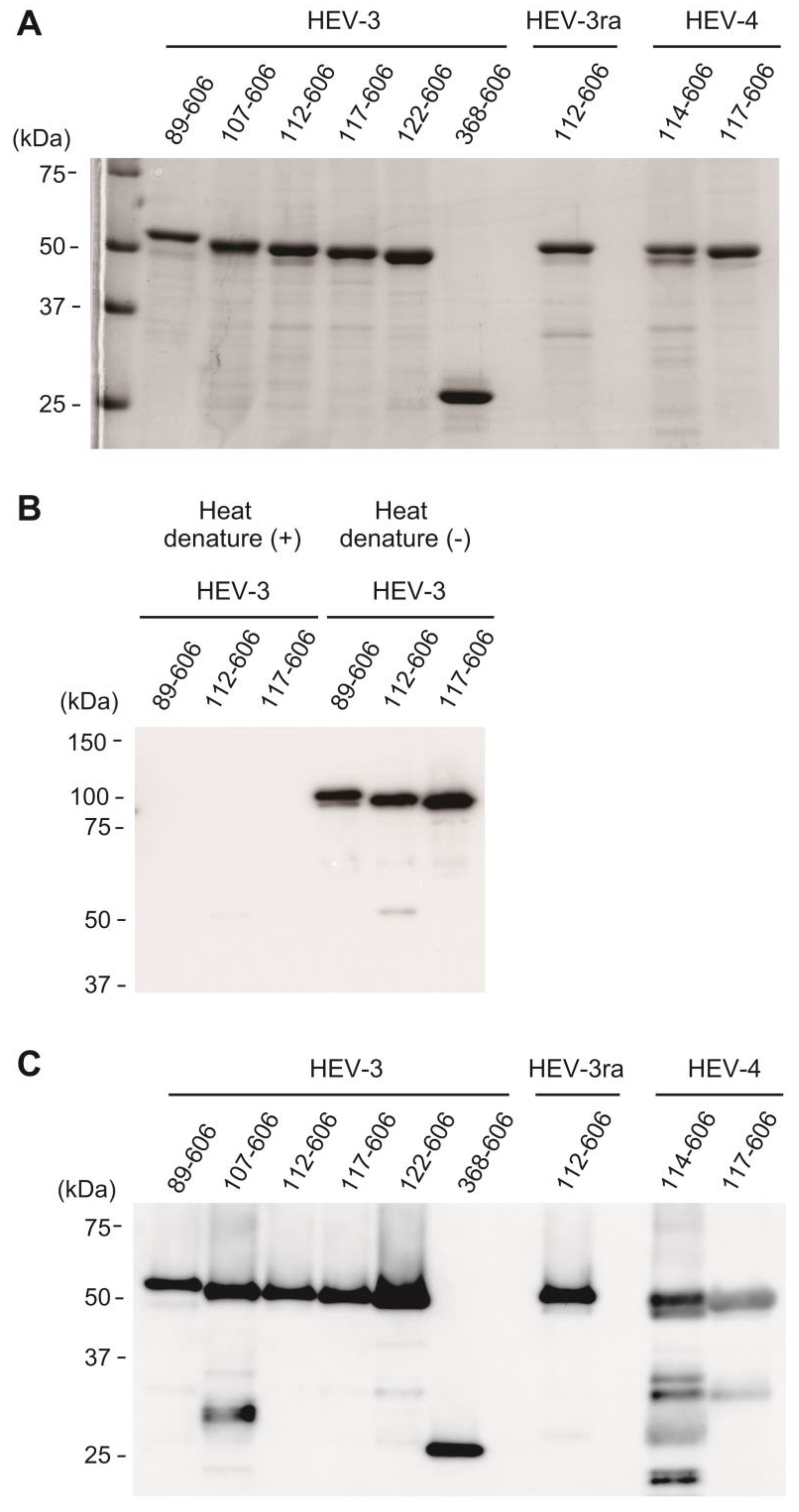 Viruses 16 01400 g005