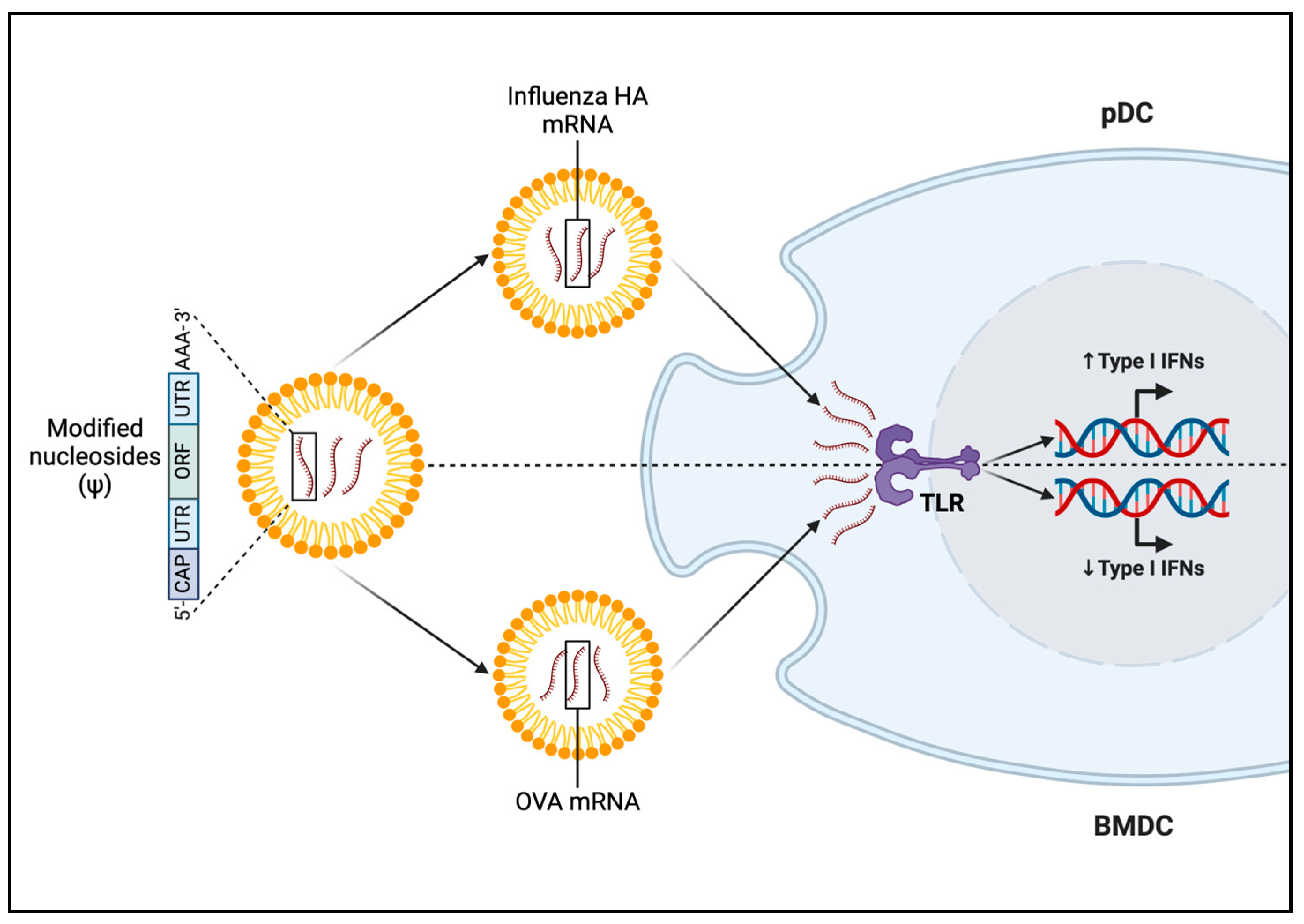 Viruses 16 01404 g001