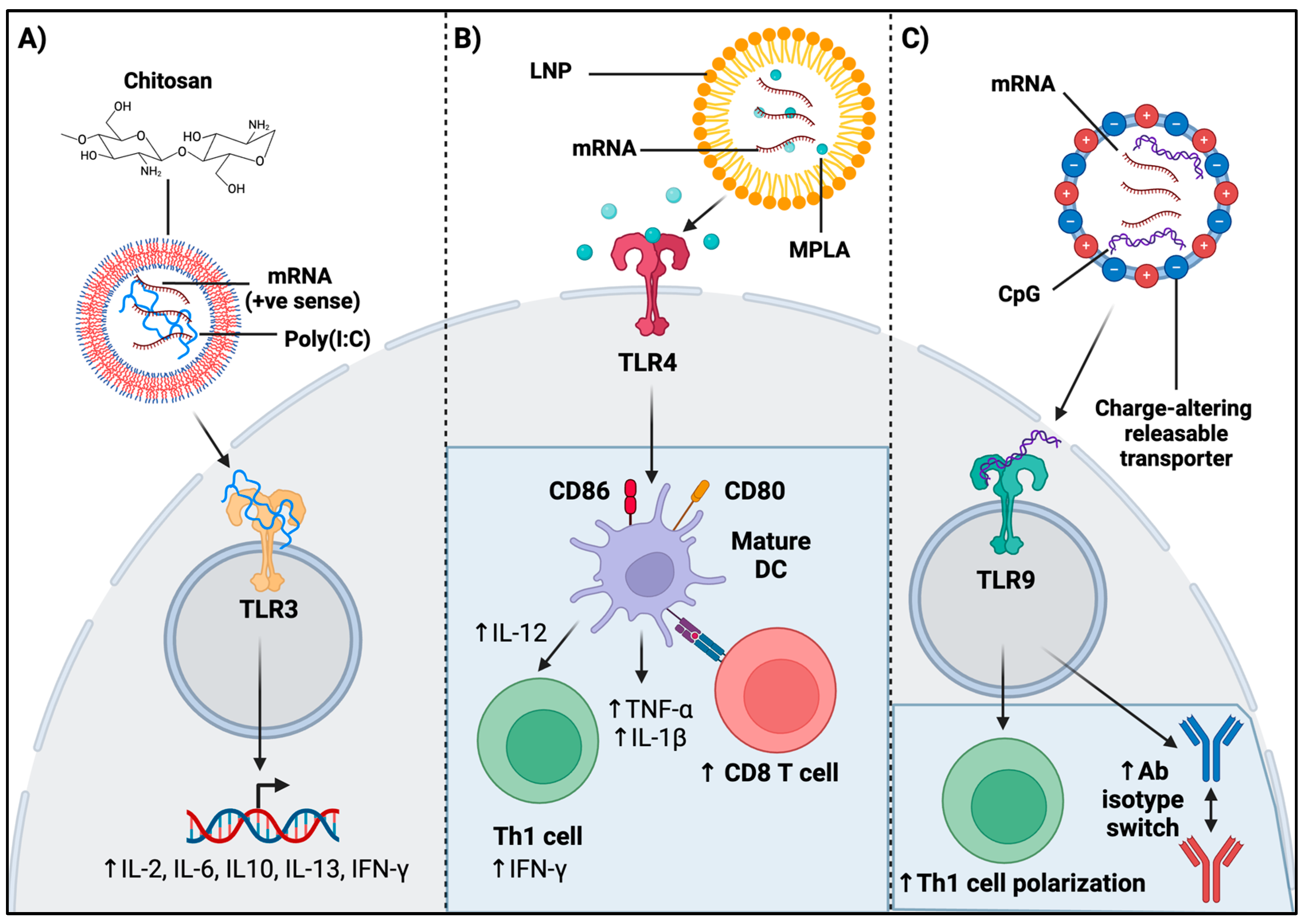 Viruses 16 01404 g002