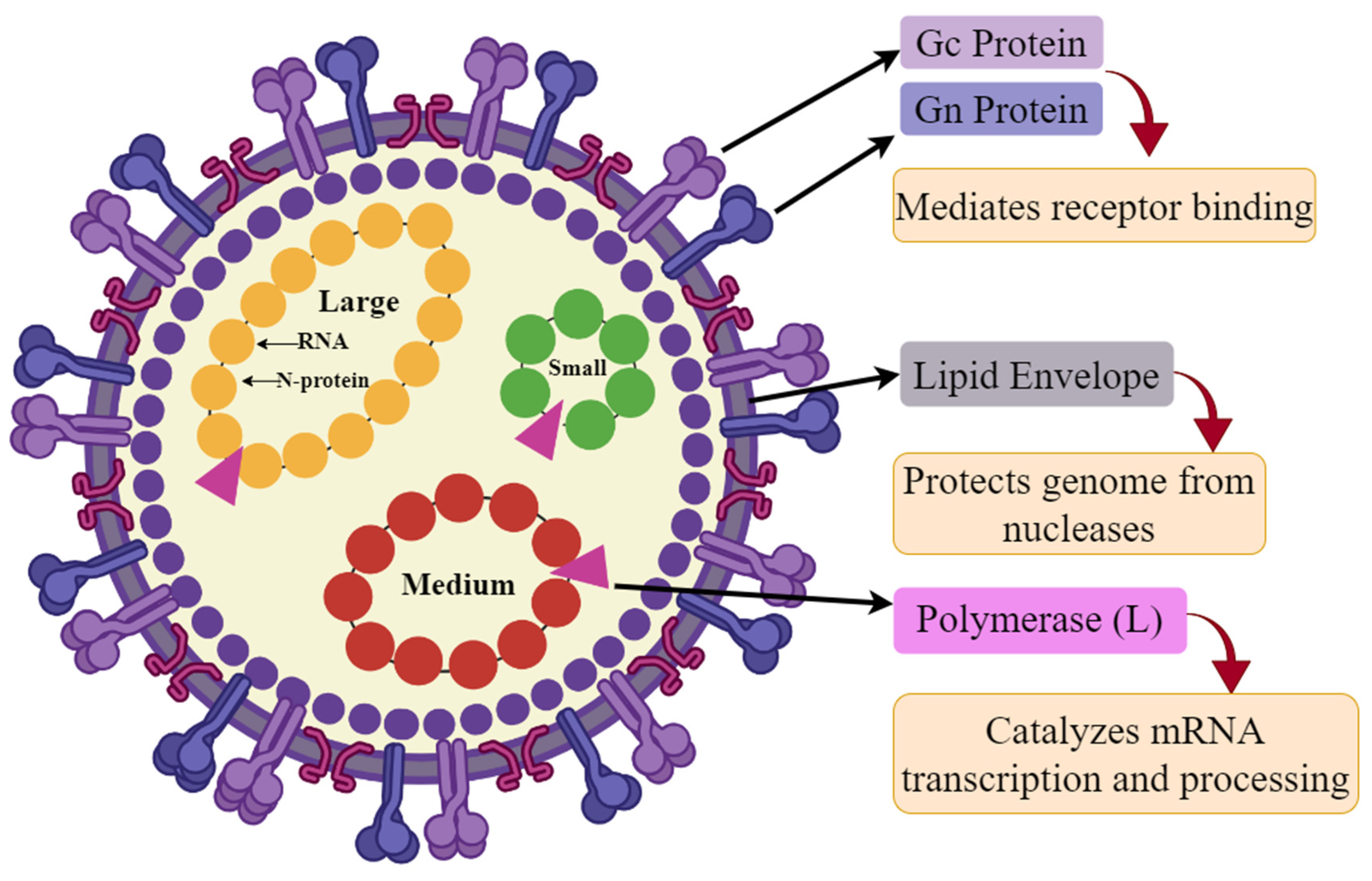 Viruses 16 01408 g002