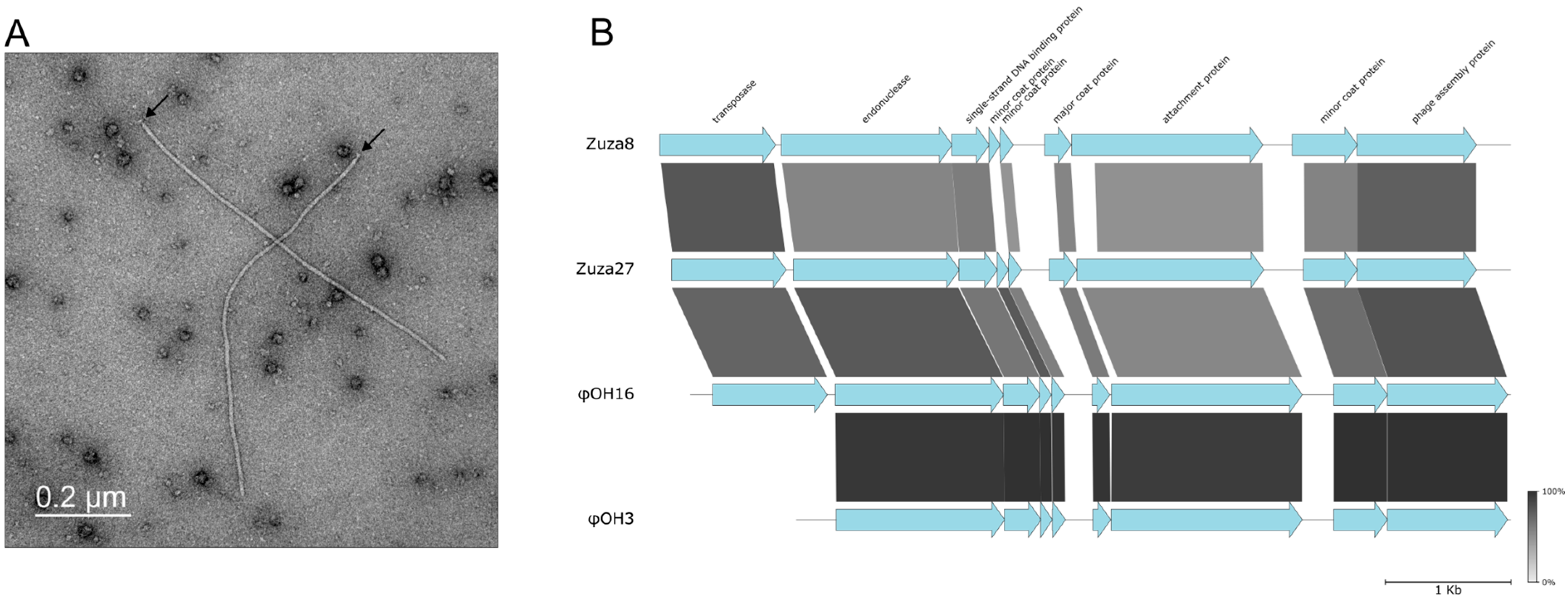 Viruses 16 01410 g001 Viruses 16 01410 g001