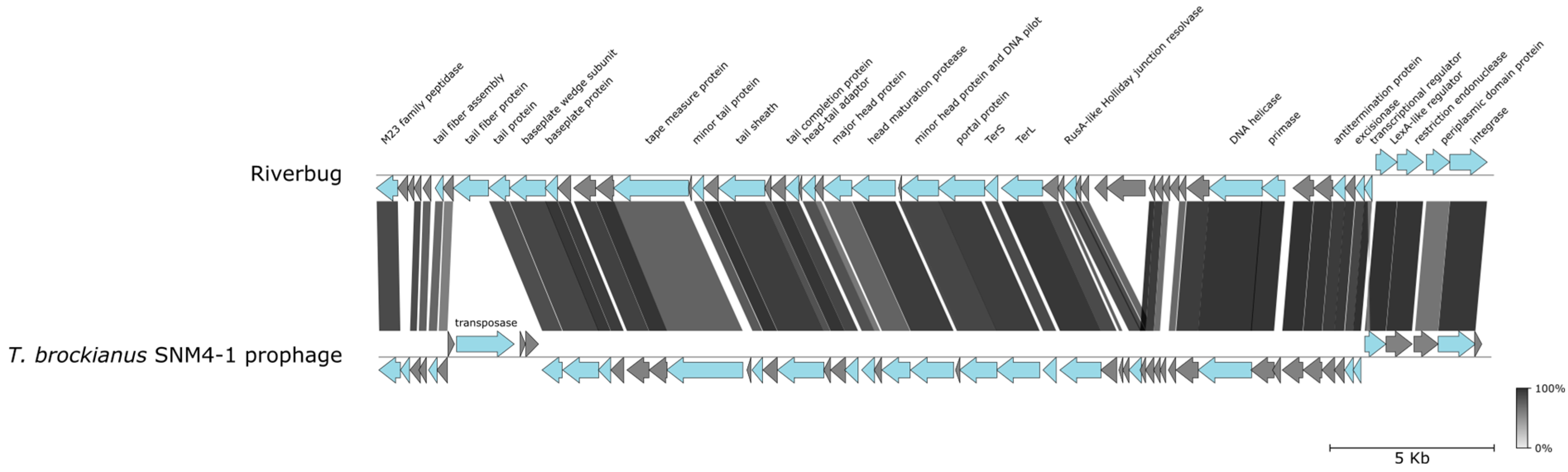 Viruses 16 01410 g004 Viruses 16 01410 g004
