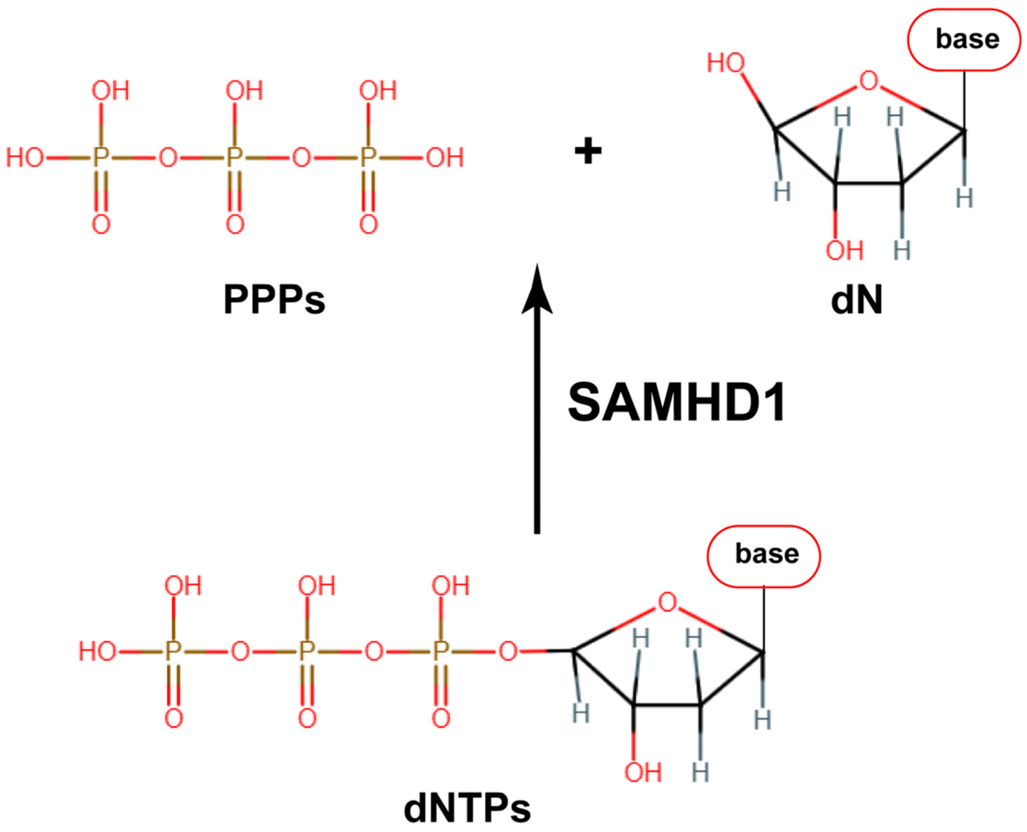 Viruses 16 01412 g004 Viruses 16 01412 g004