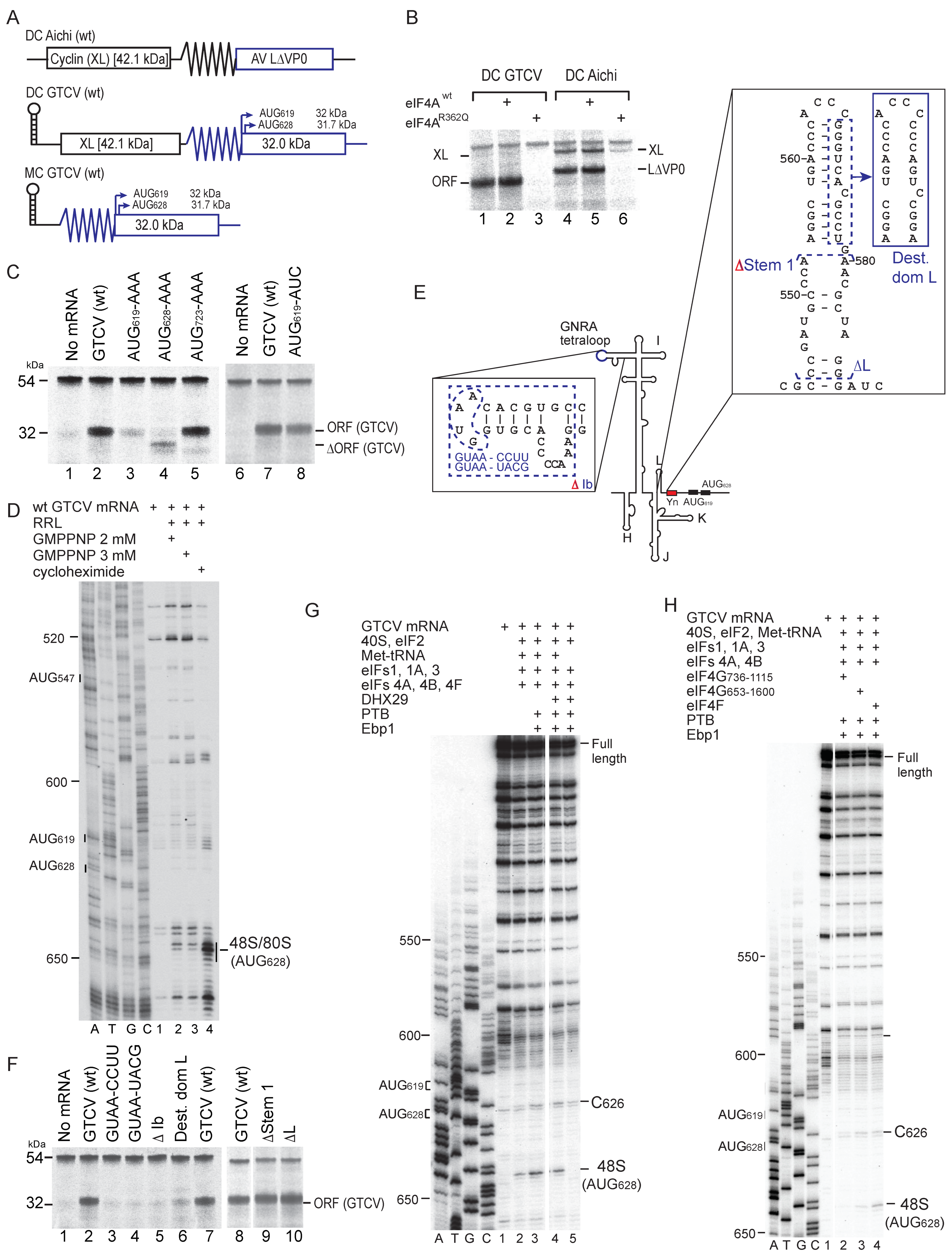 Viruses 16 01413 g003 Viruses 16 01413 g003