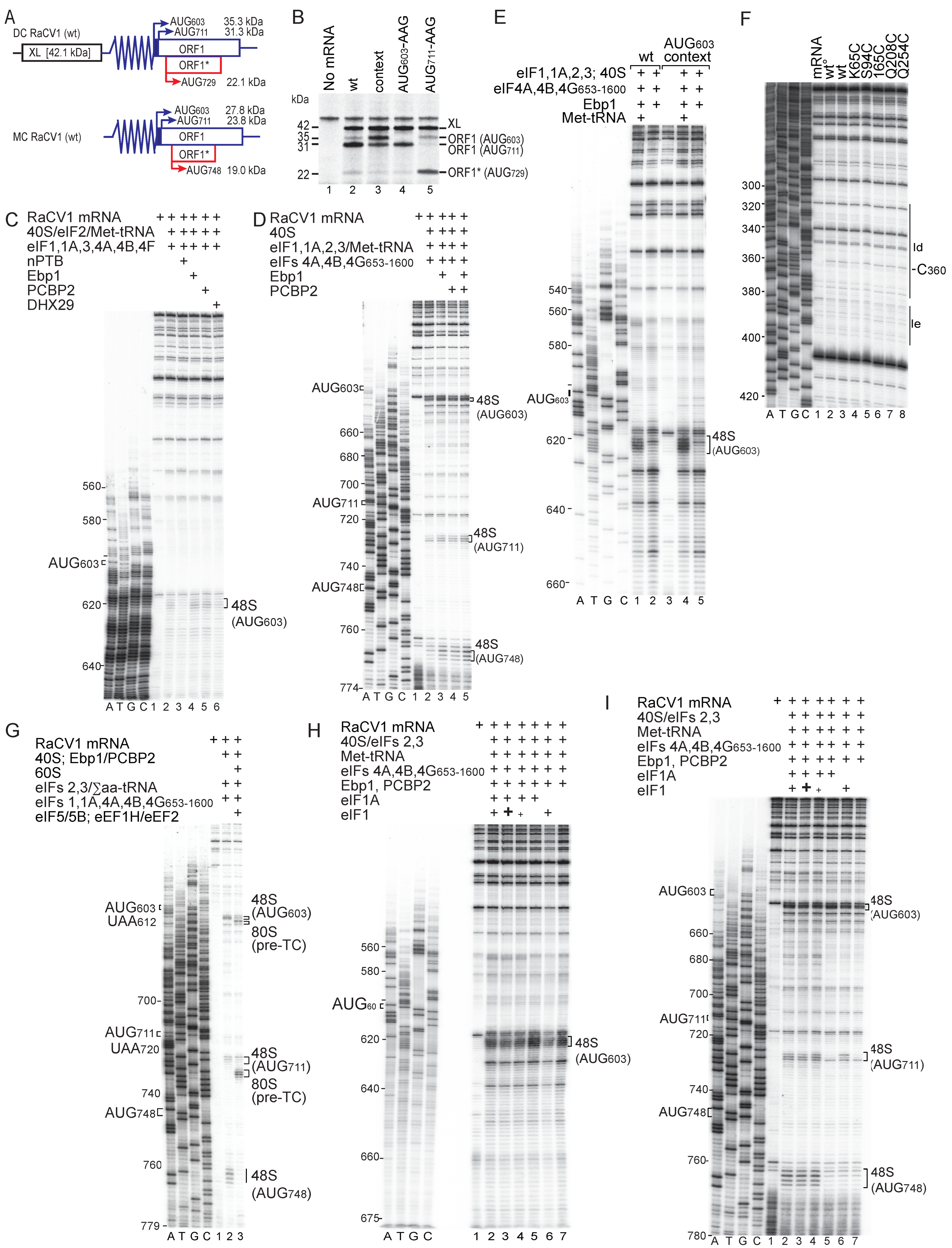 Viruses 16 01413 g004 Viruses 16 01413 g004