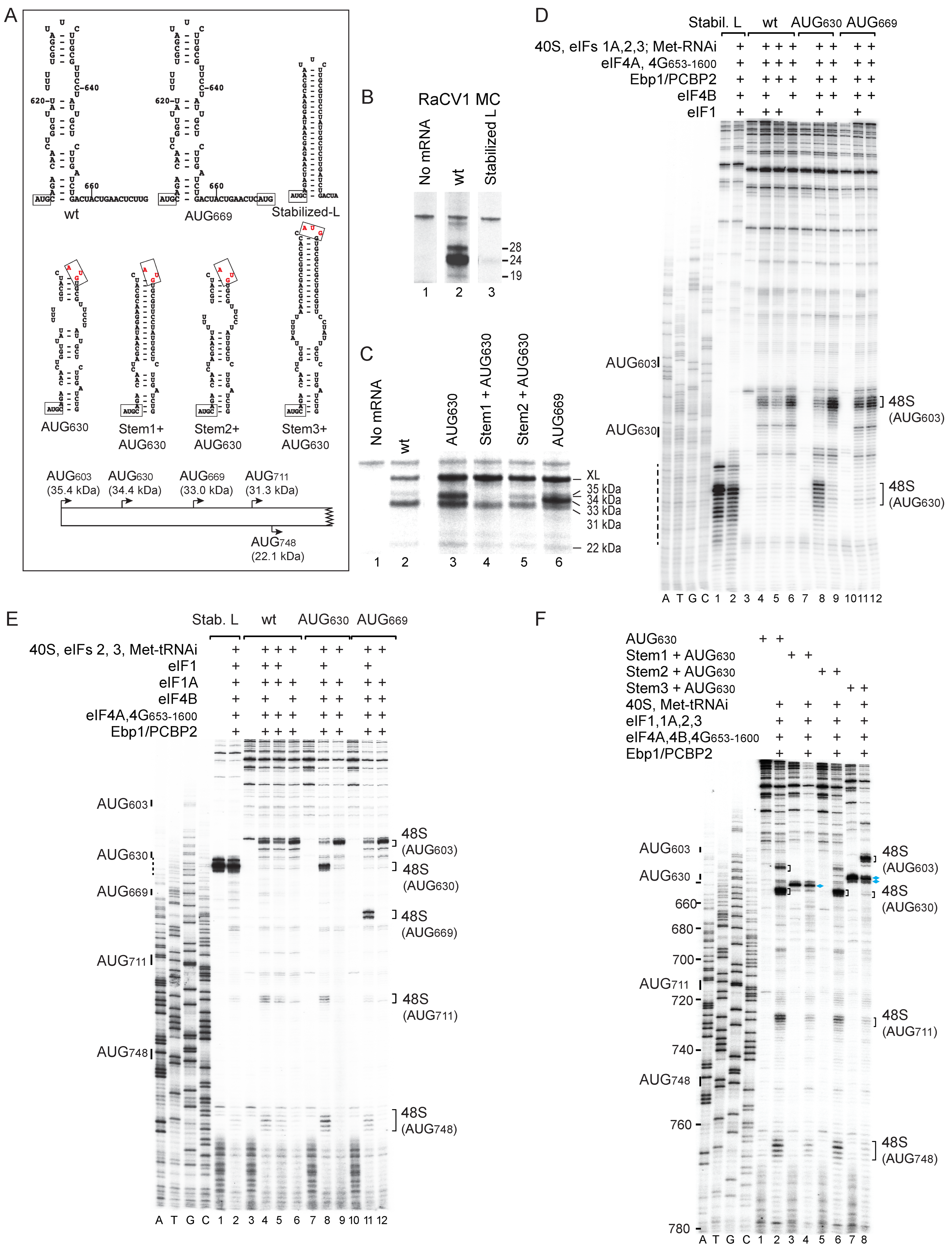 Viruses 16 01413 g005 Viruses 16 01413 g005