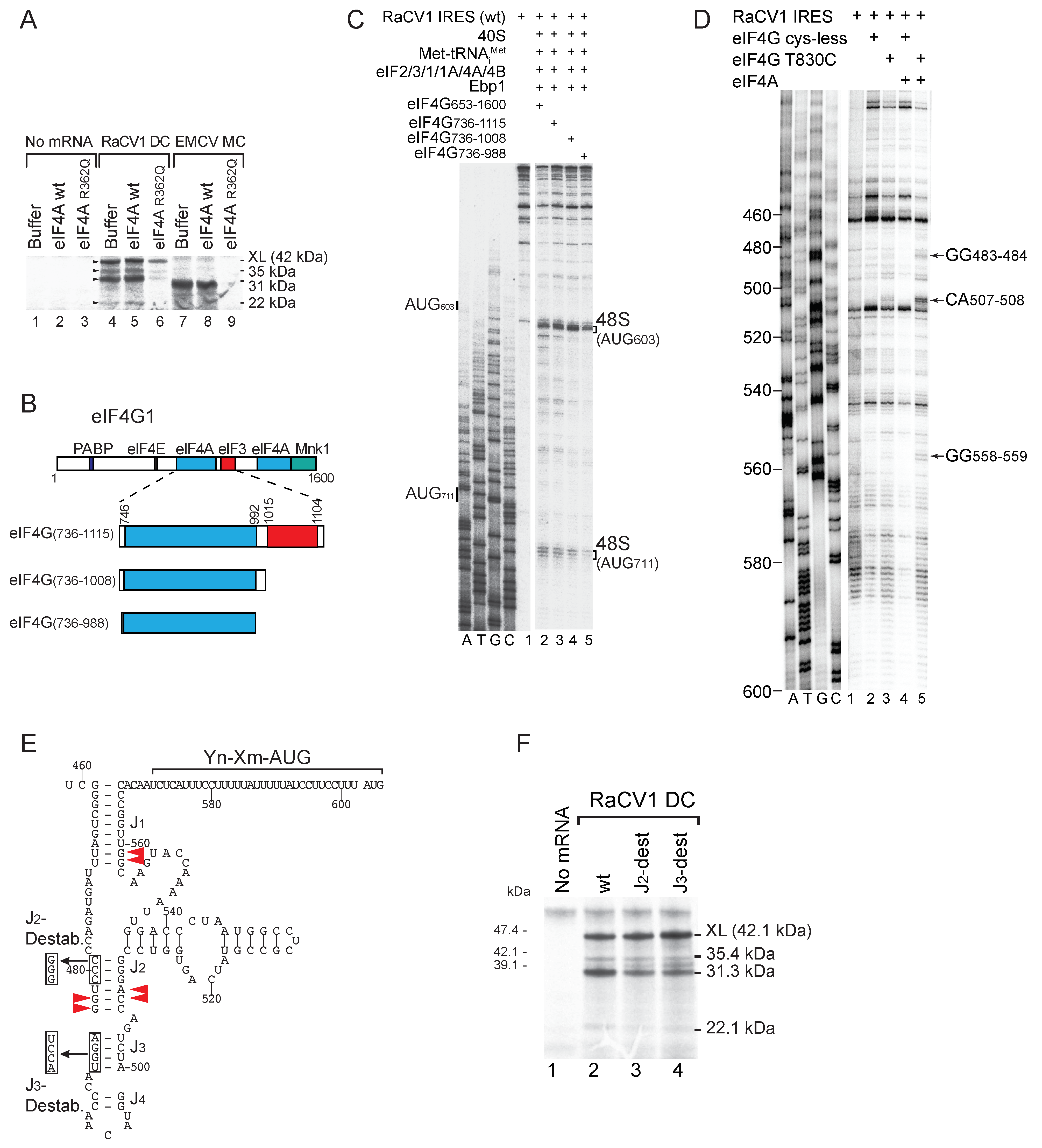 Viruses 16 01413 g006 Viruses 16 01413 g006