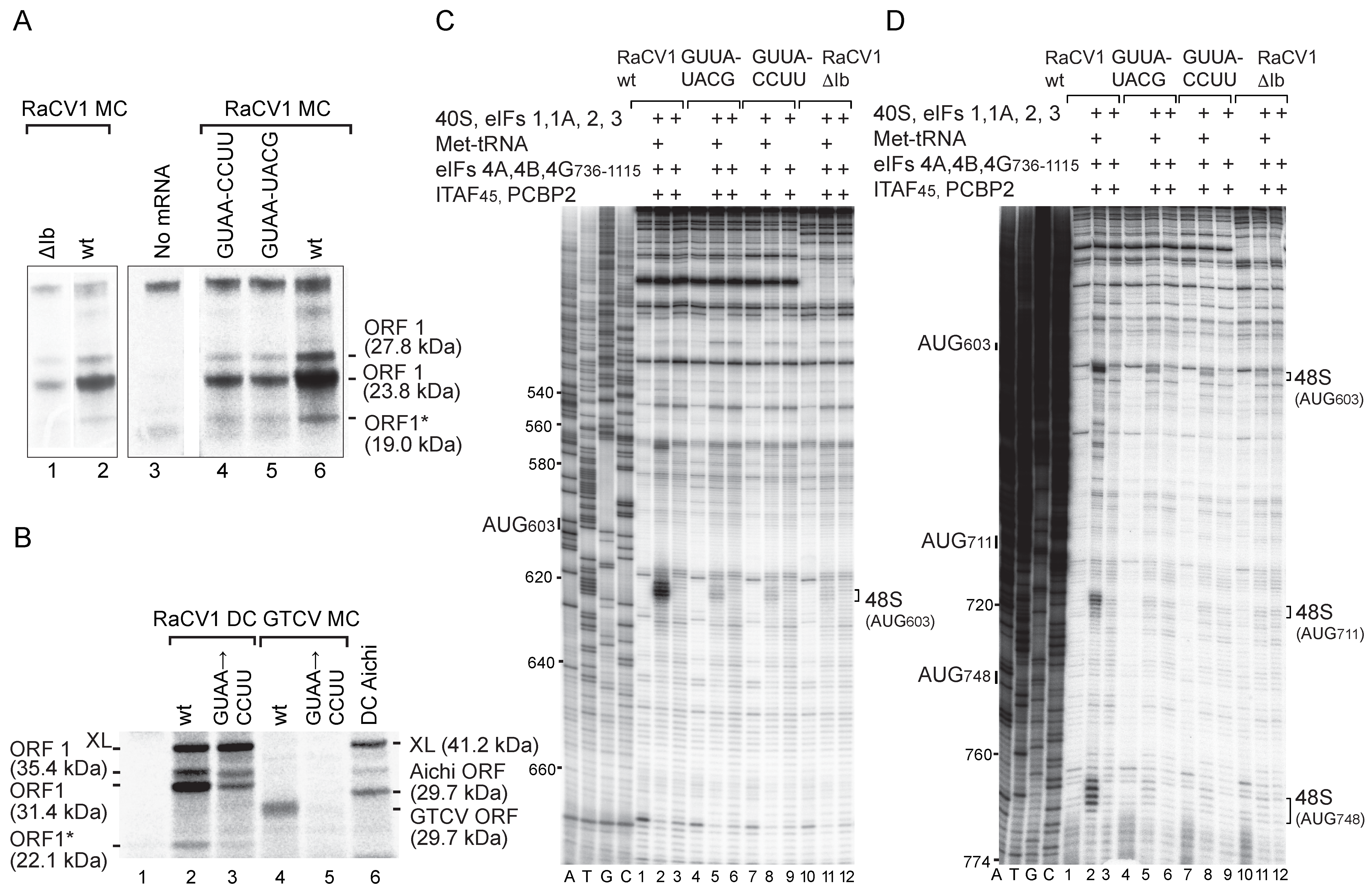 Viruses 16 01413 g007 Viruses 16 01413 g007