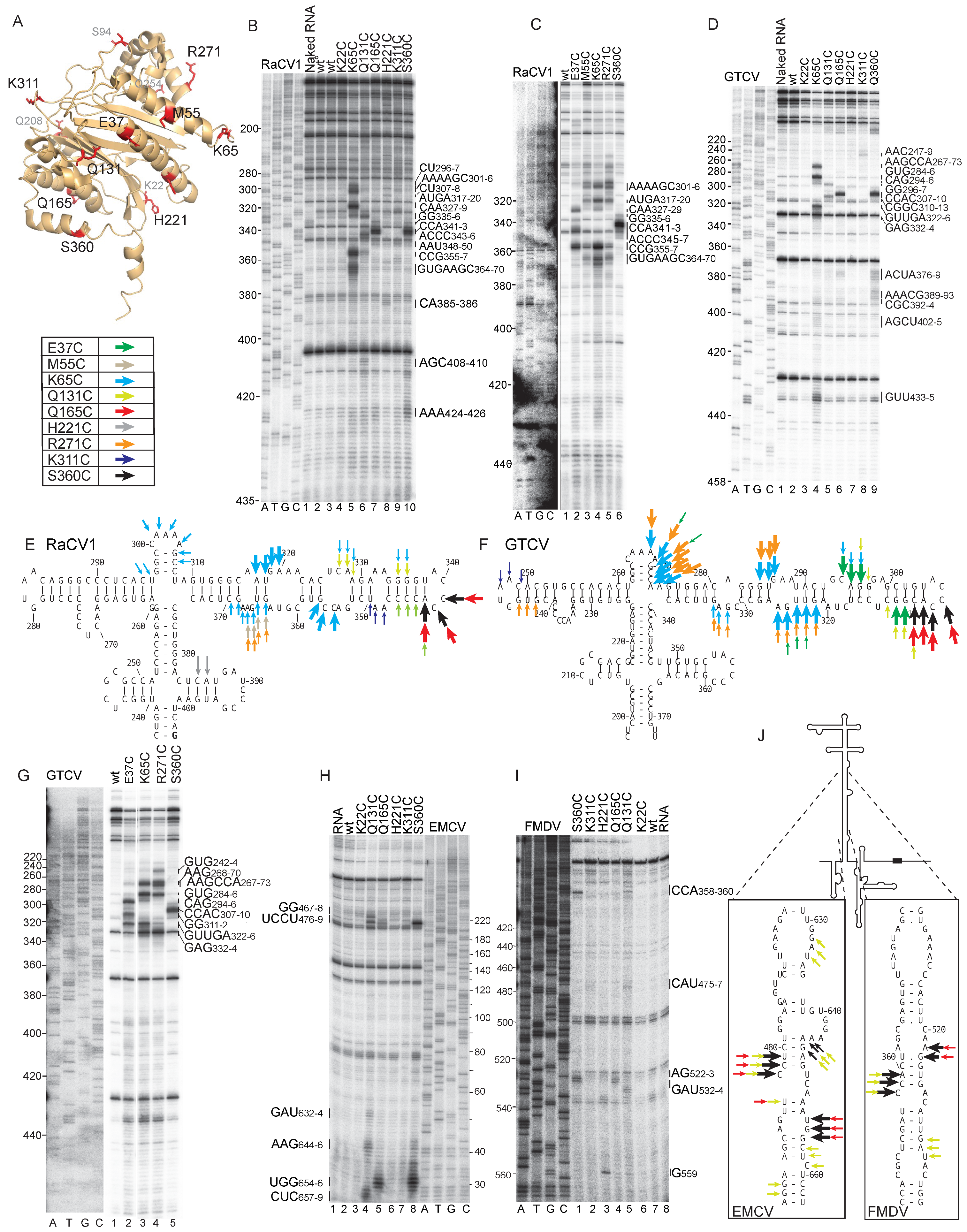 Viruses 16 01413 g008 Viruses 16 01413 g008