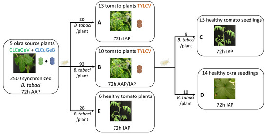 Demonstration of Insect Vector-Mediated Transfer of a Betasatellite ...