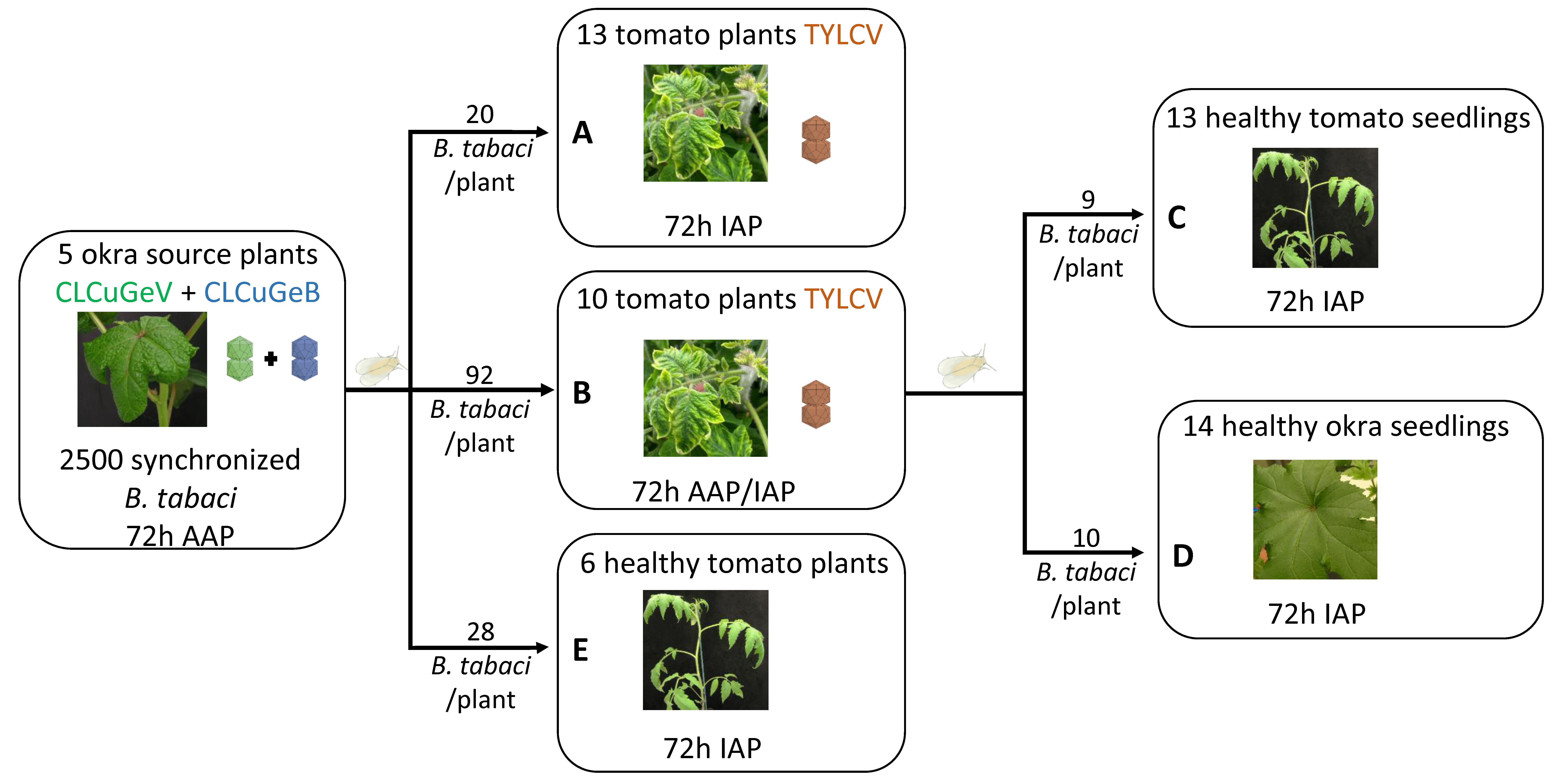 Viruses 16 01420 g001