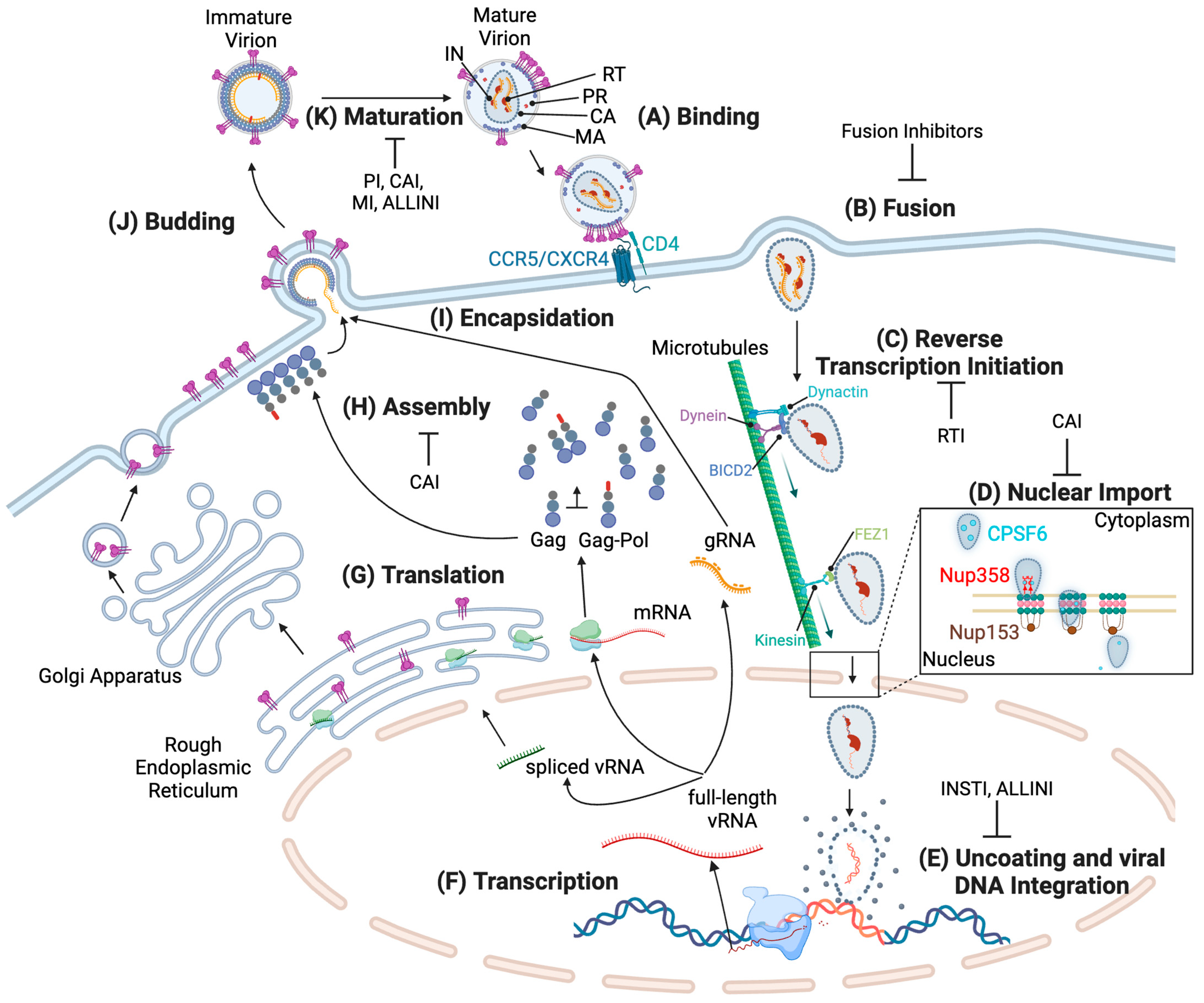 Viruses 16 01423 g001