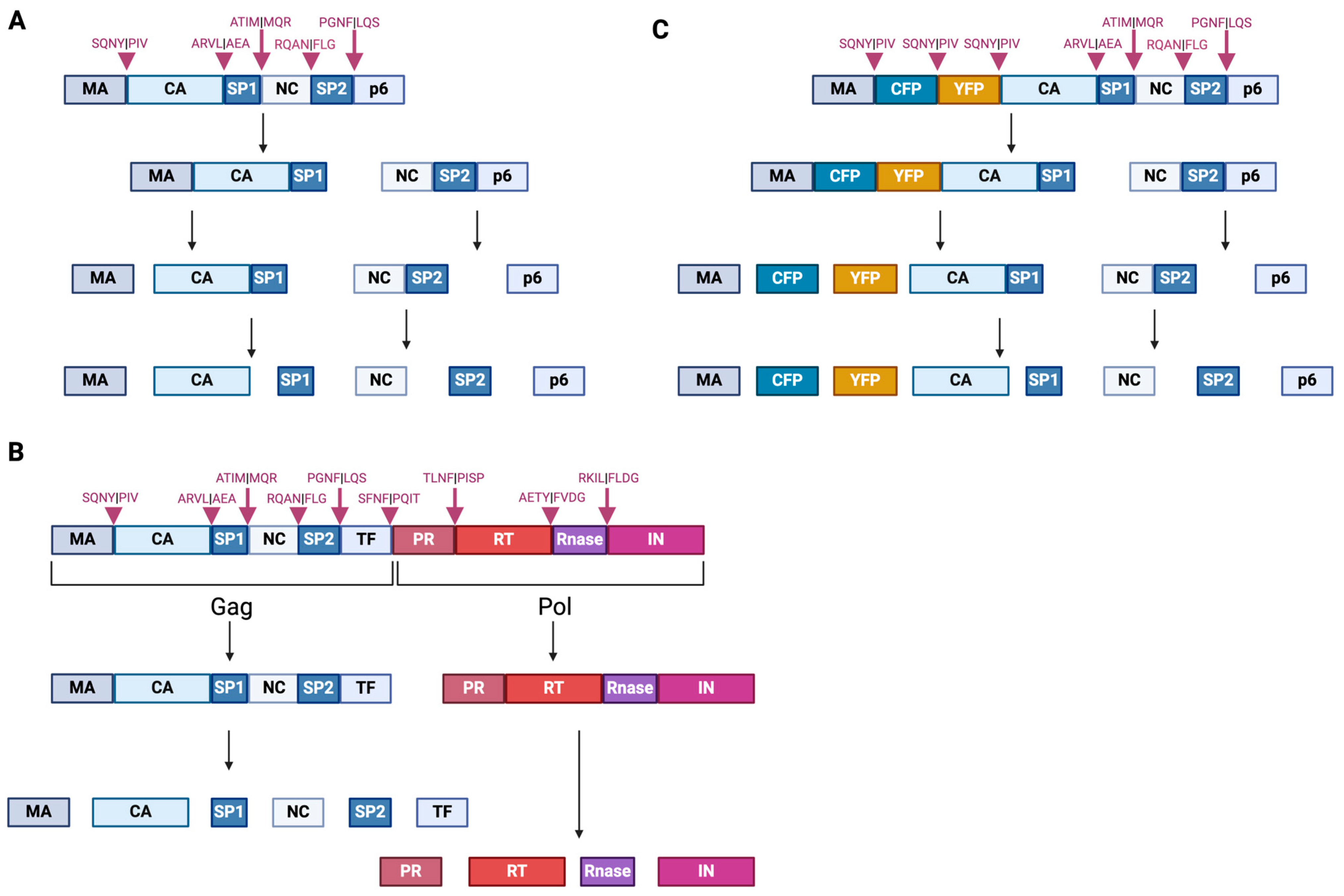 Viruses 16 01423 g002