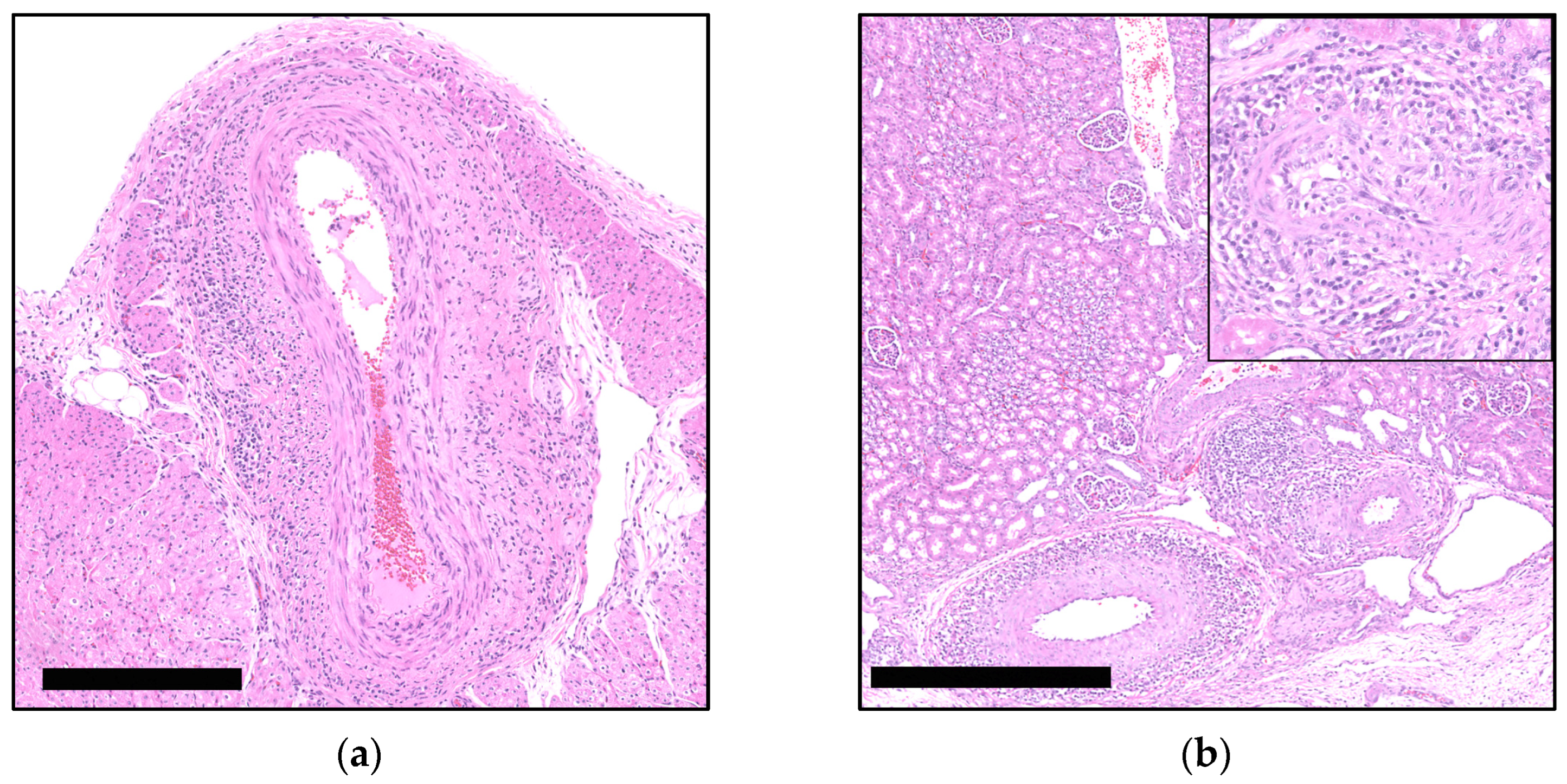 Viruses 16 01431 g001