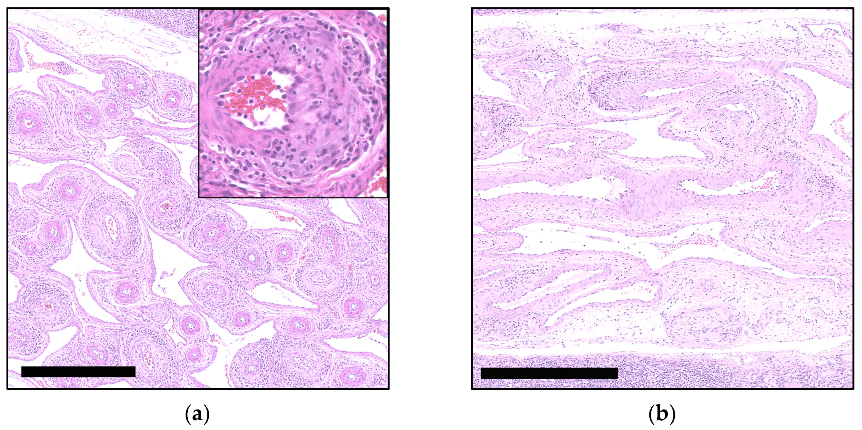 Viruses 16 01431 g002