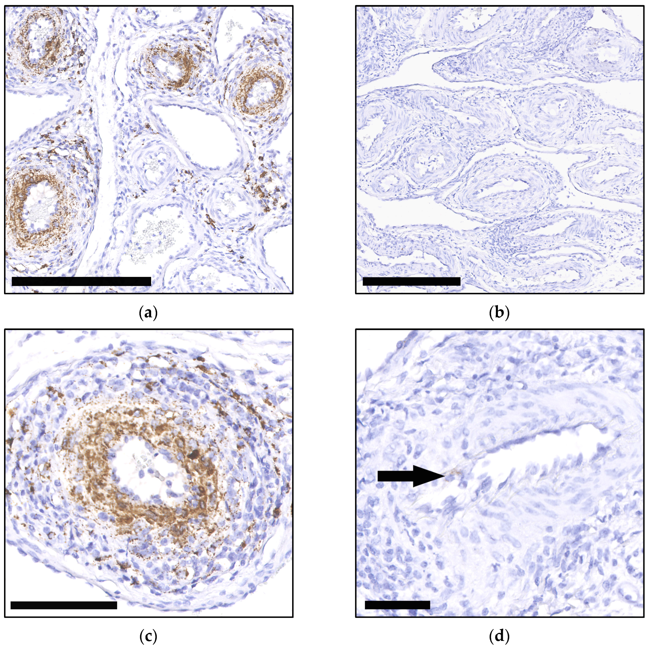 Viruses 16 01431 g003