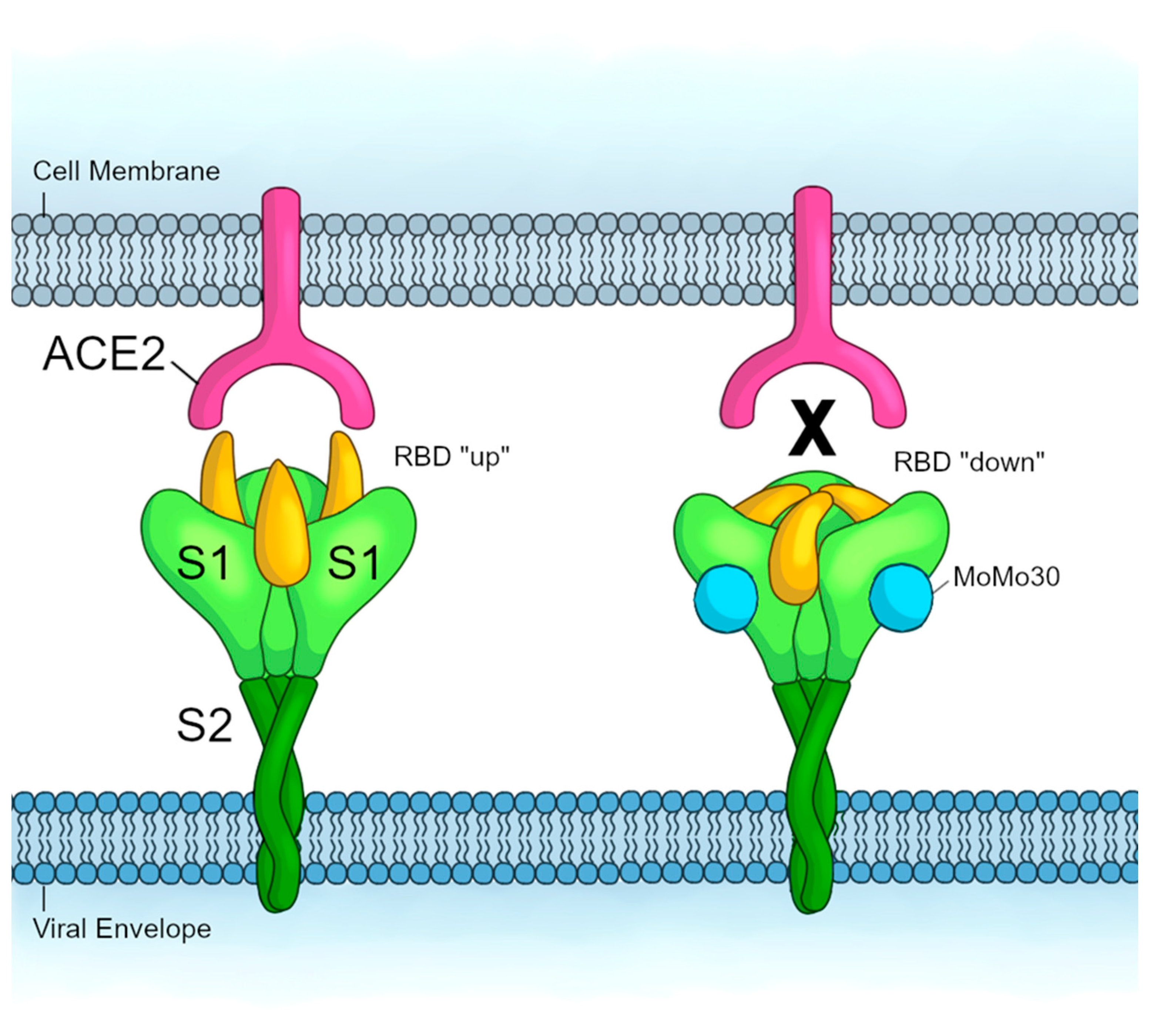 MoMo30 Binds to SARS-CoV-2 Spike Variants and Blocks