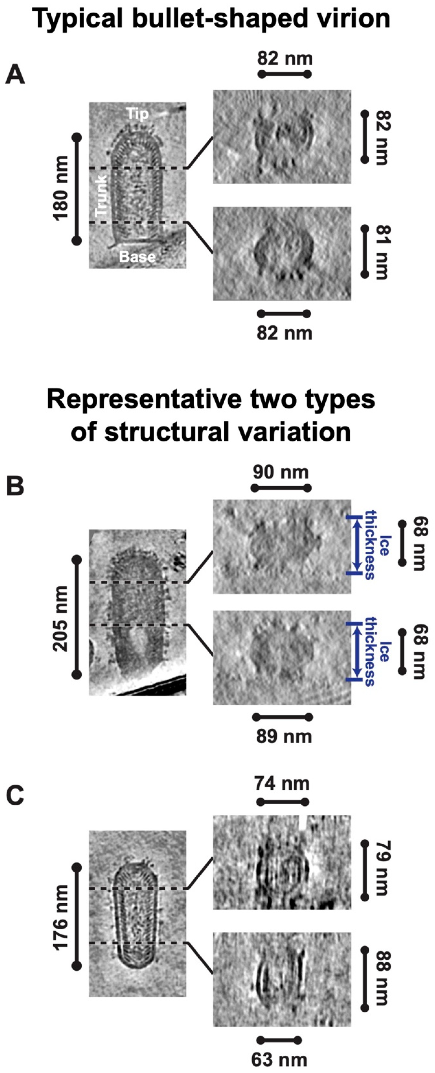 Viruses 16 01447 g001