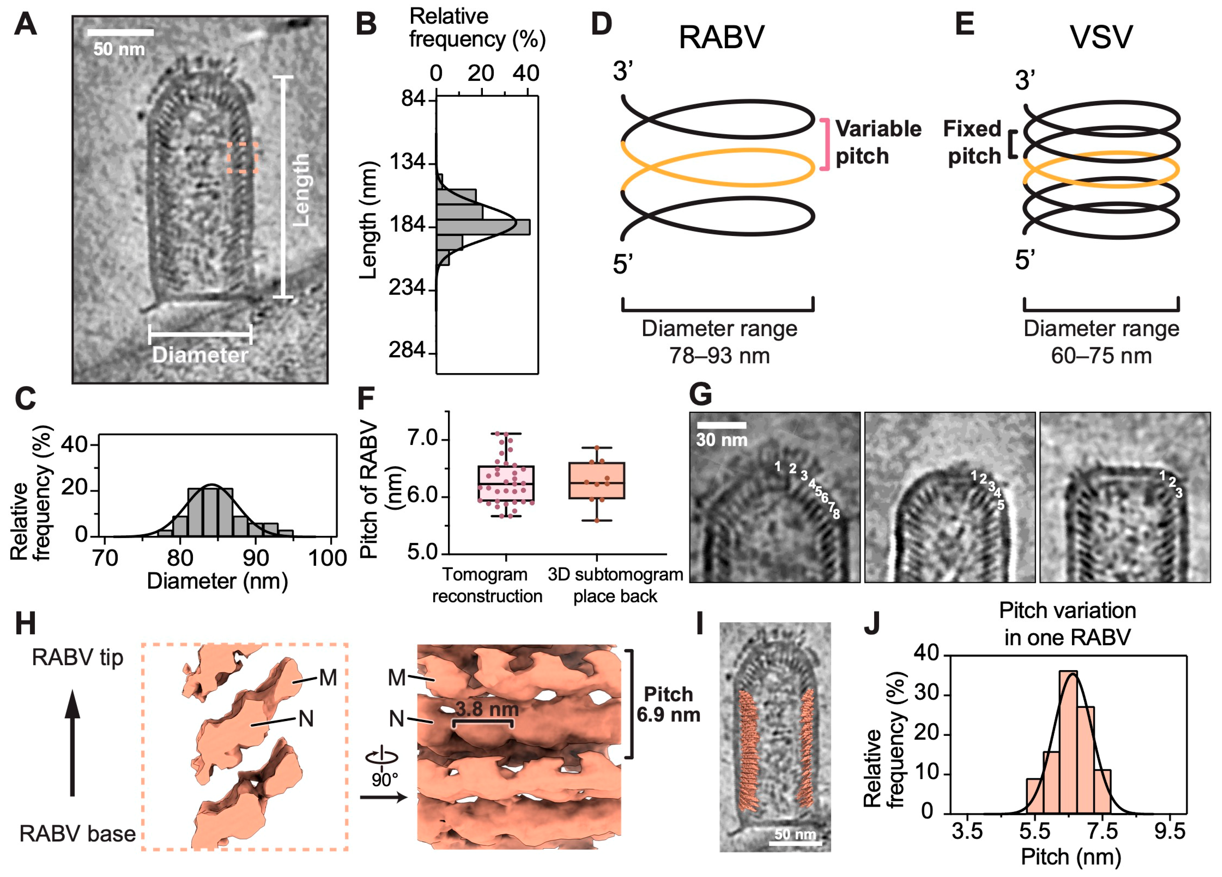 Viruses 16 01447 g002