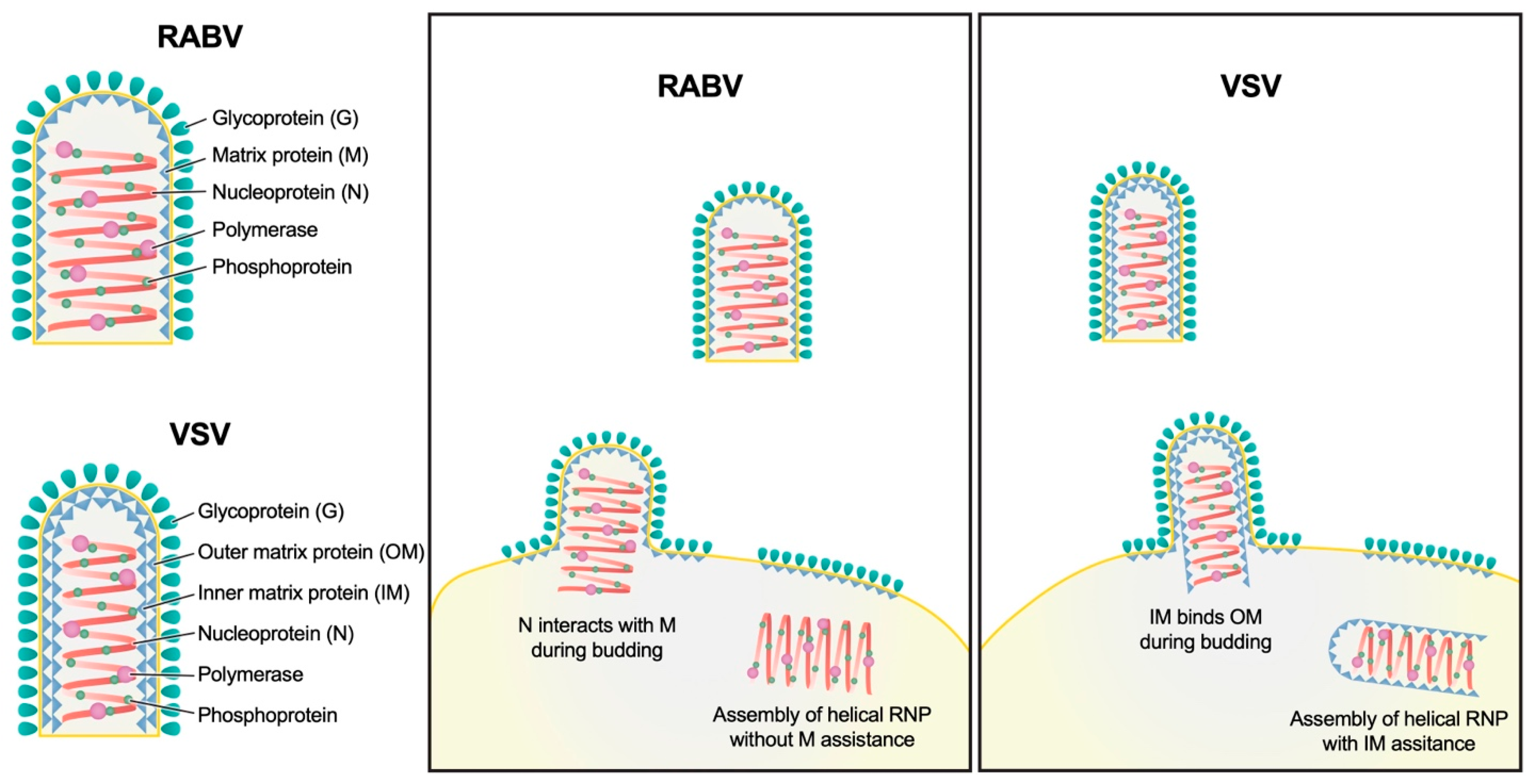 Viruses 16 01447 g006