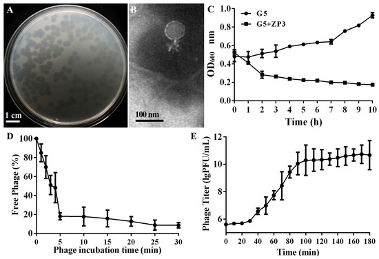 Genomic Characterization of Phage ZP3 and Its Endolysin