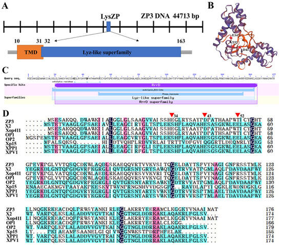 Genomic Characterization of Phage ZP3 and Its Endolysin
