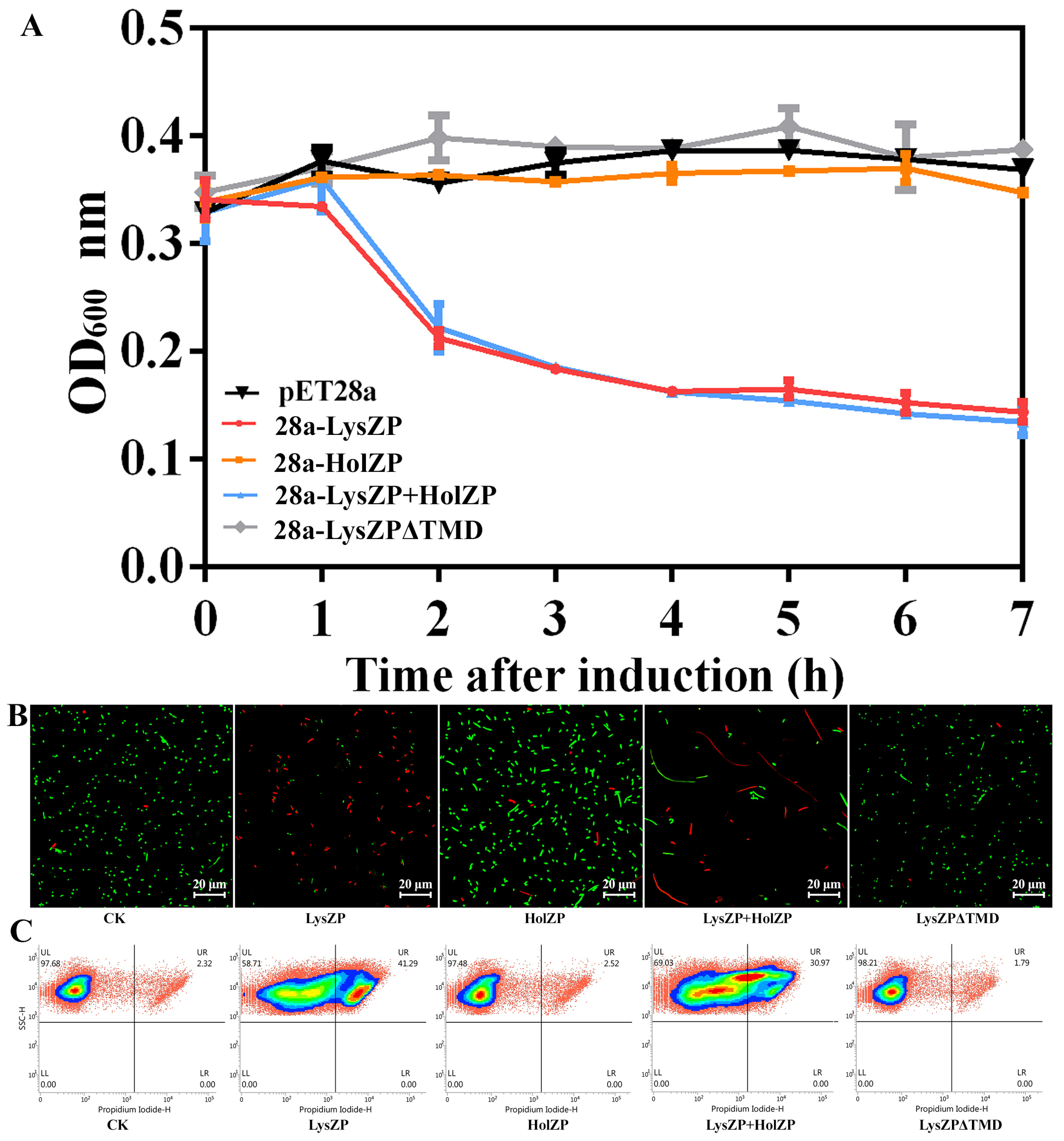 Viruses 16 01450 g005