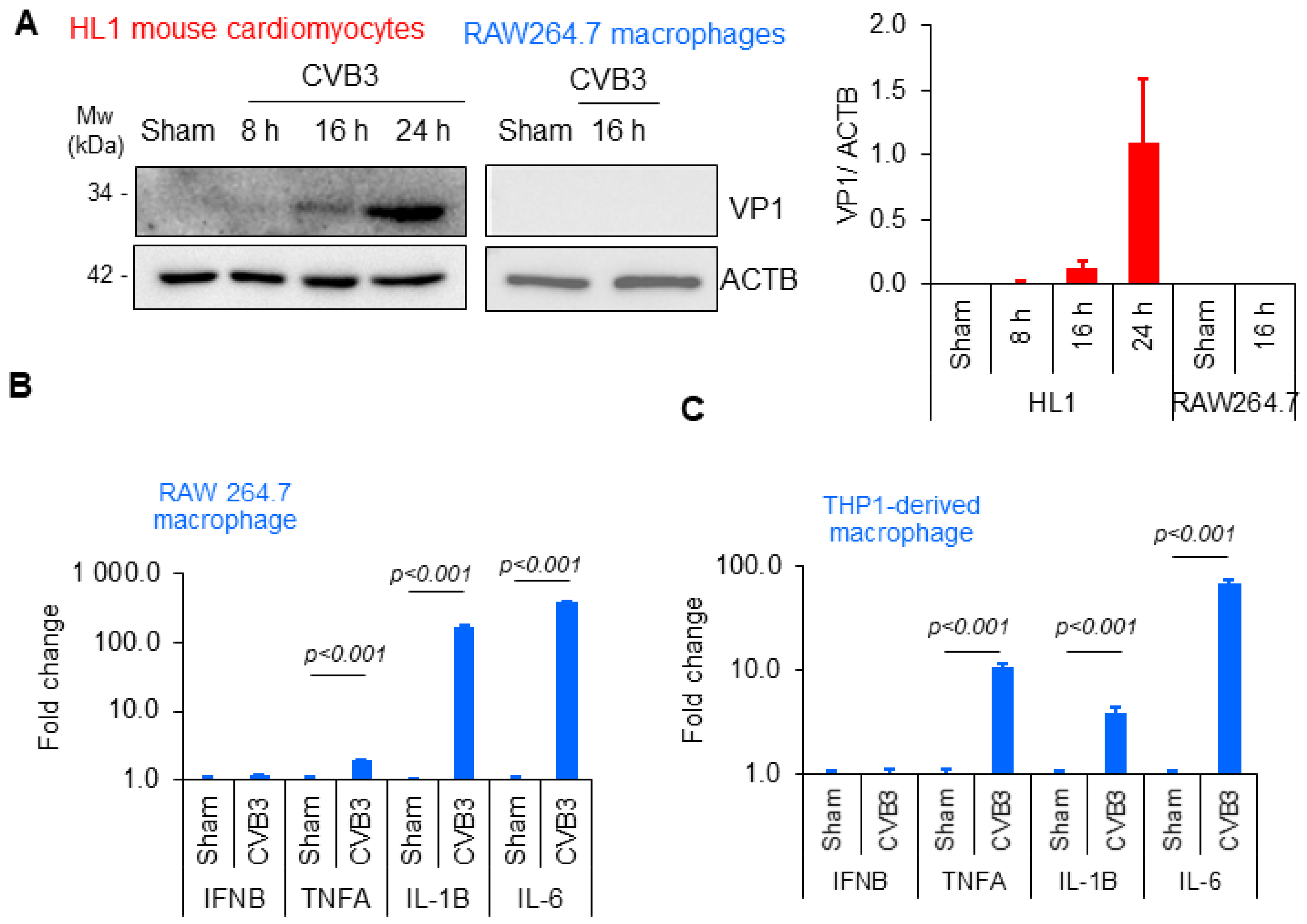 Viruses 16 01456 g001