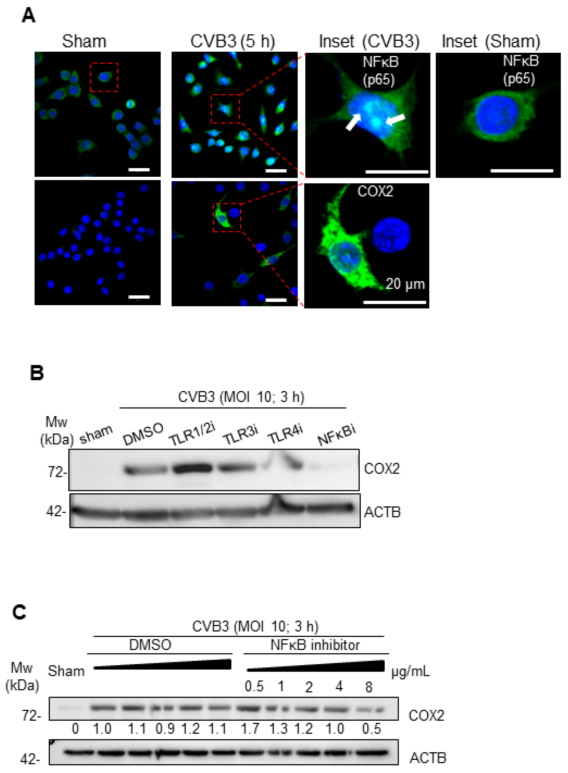 Viruses 16 01456 g003