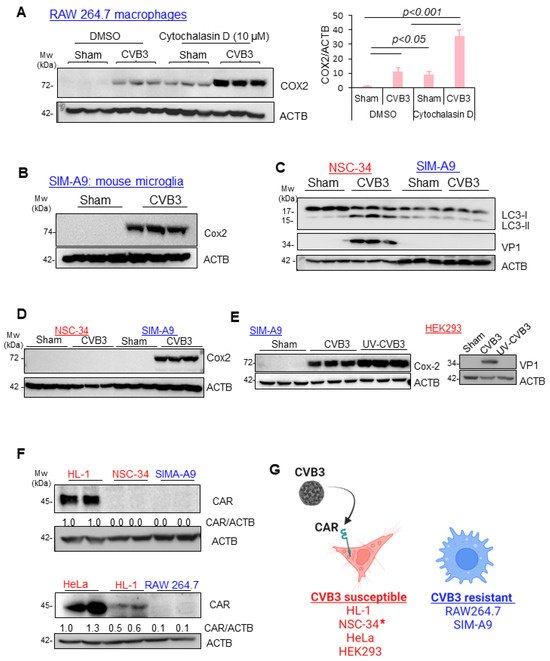 Cvb3 Coxsackievirus B3 Activates Macrophages Independently of CAR-Mediated ...