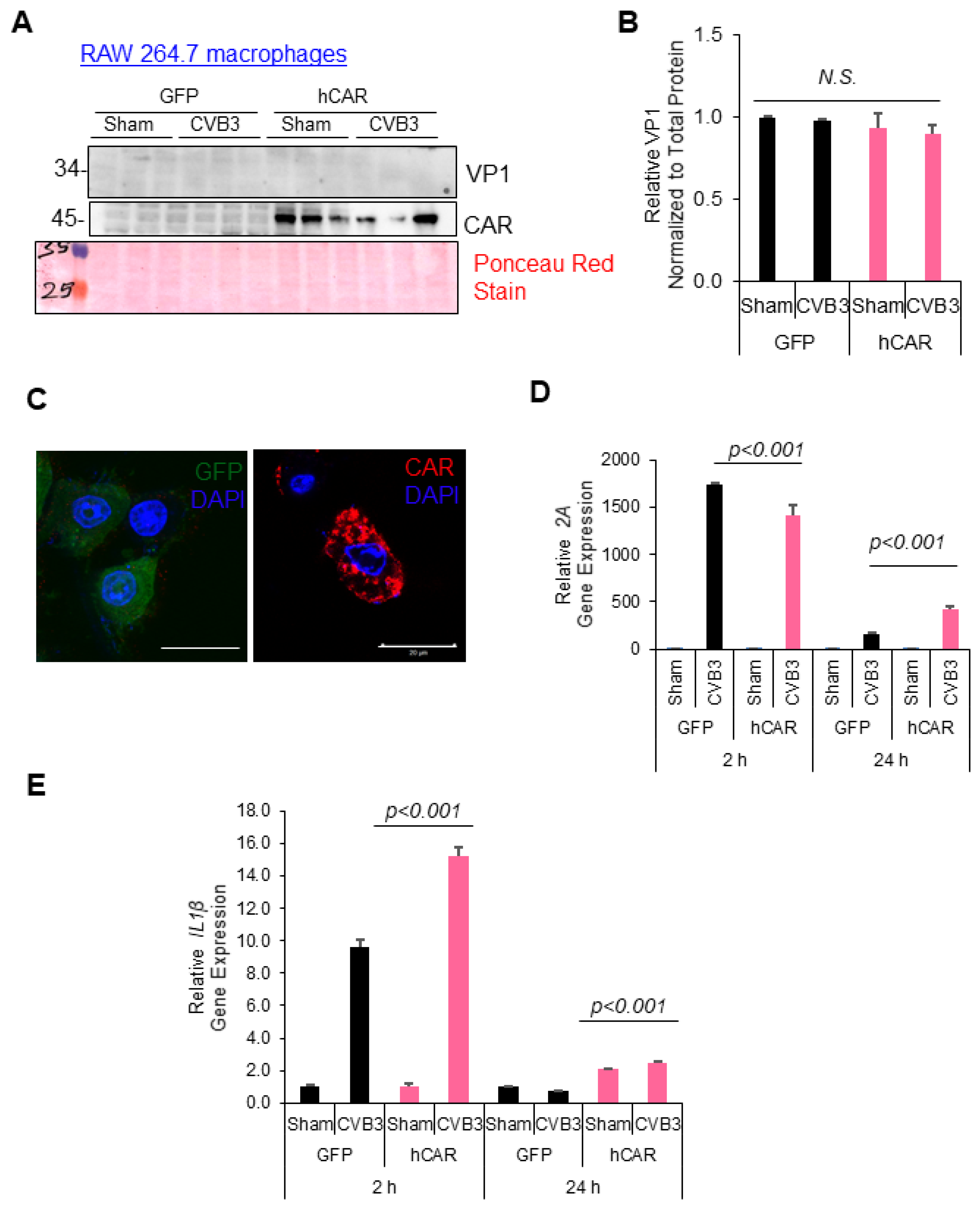Viruses 16 01456 g005
