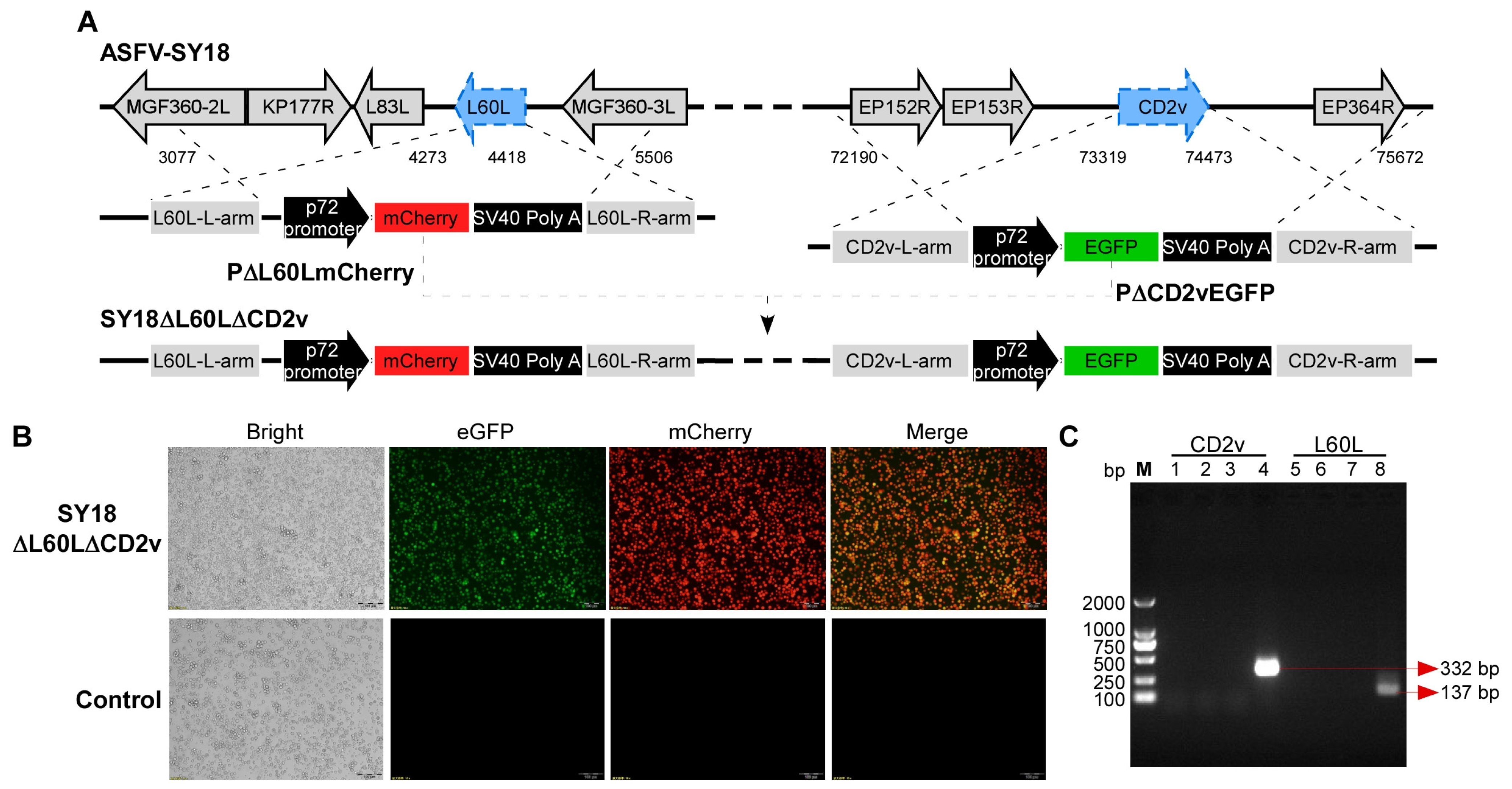 Viruses 16 01464 g001