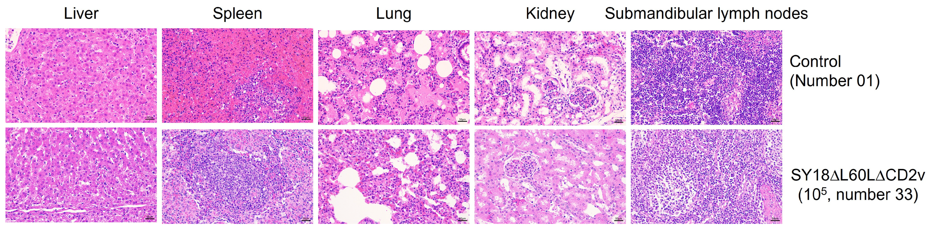 Viruses 16 01464 g006