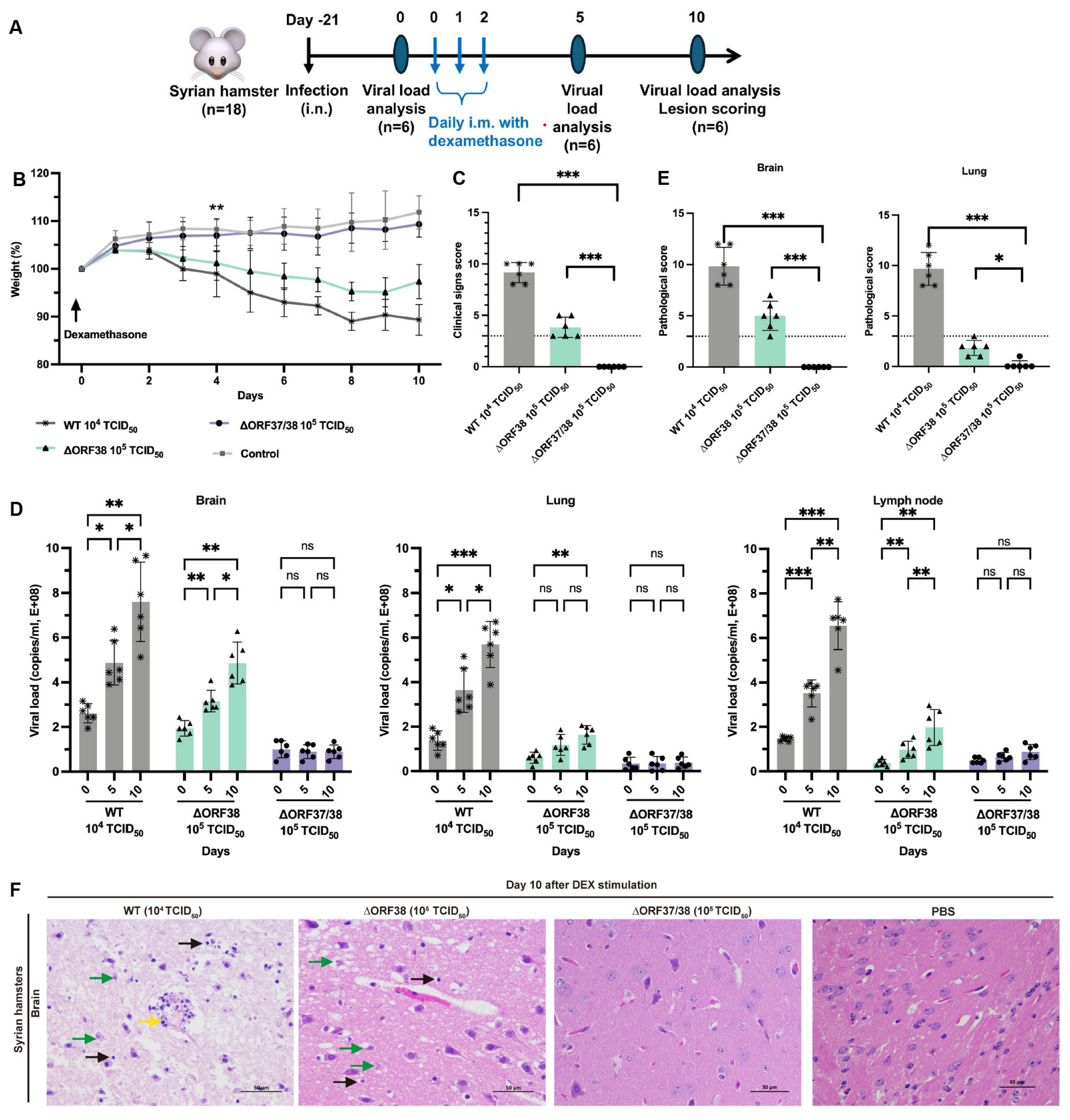Viruses 16 01472 g002