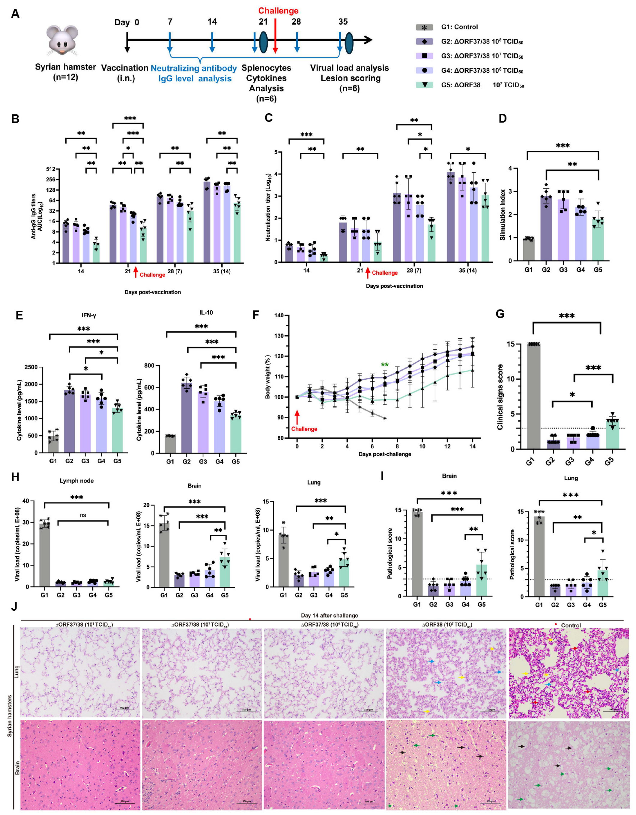 Viruses 16 01472 g003