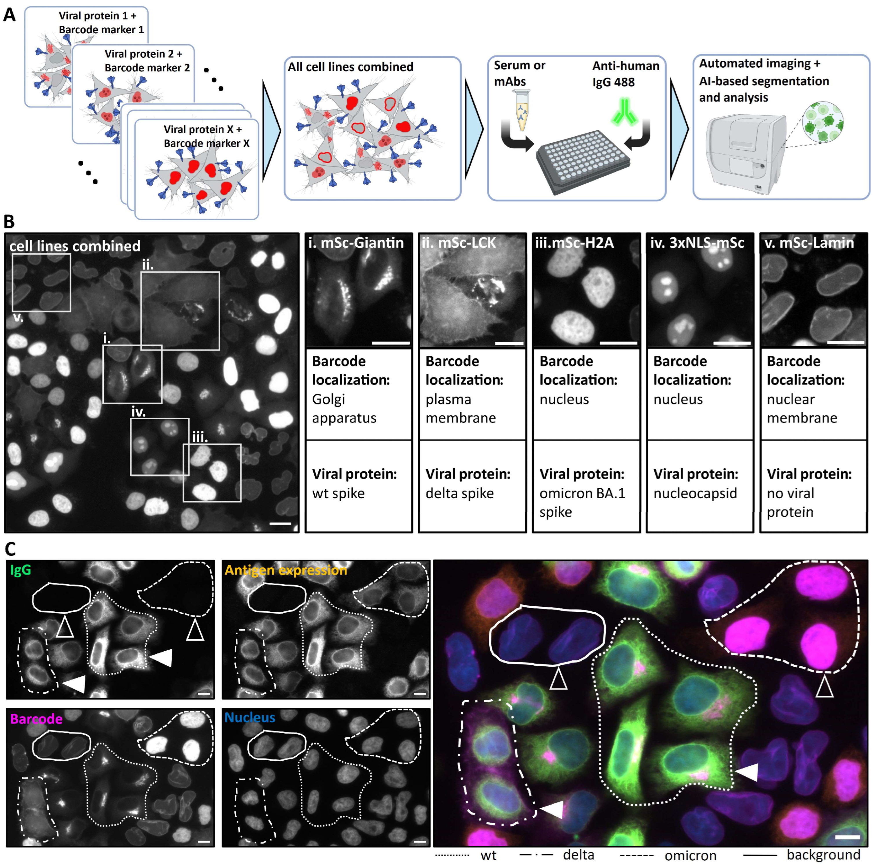 Viruses 16 01473 g001