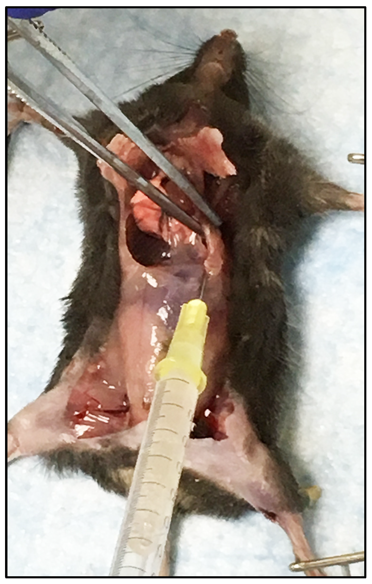 Viruses 16 01474 g004 Viruses 16 01474 g004