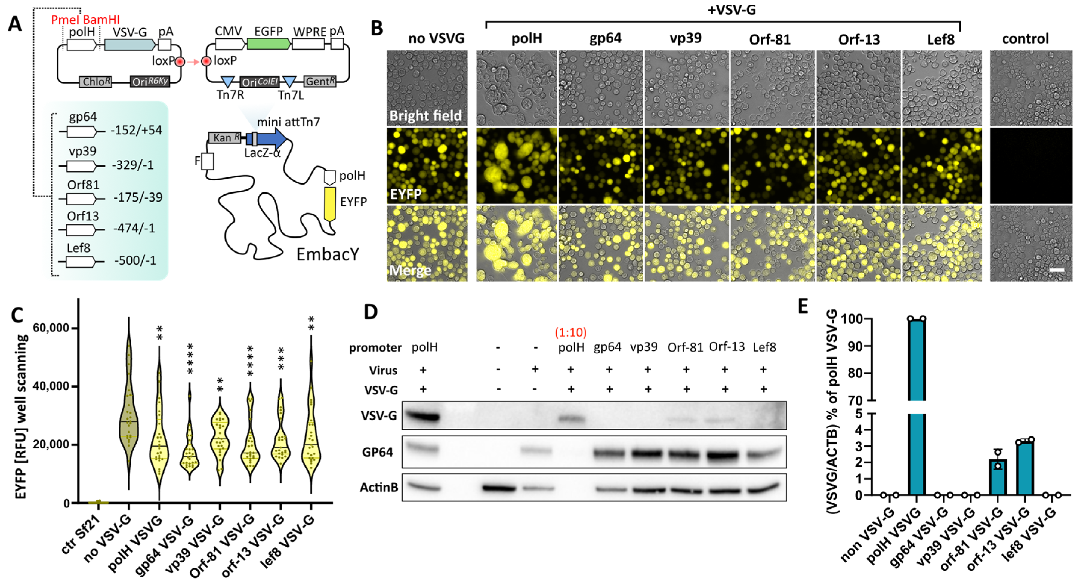 Viruses 16 01475 g001 Viruses 16 01475 g001