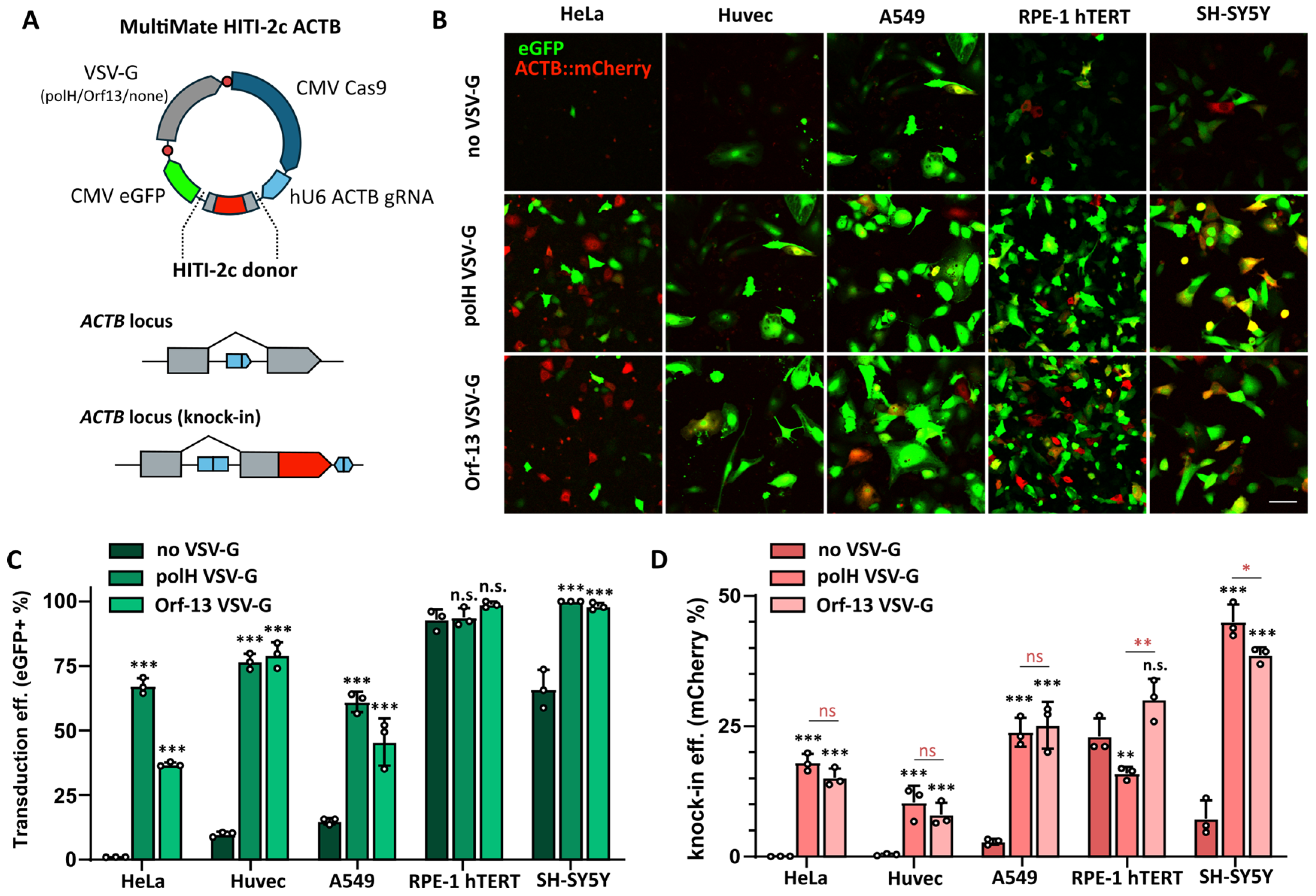 Viruses 16 01475 g006 Viruses 16 01475 g006