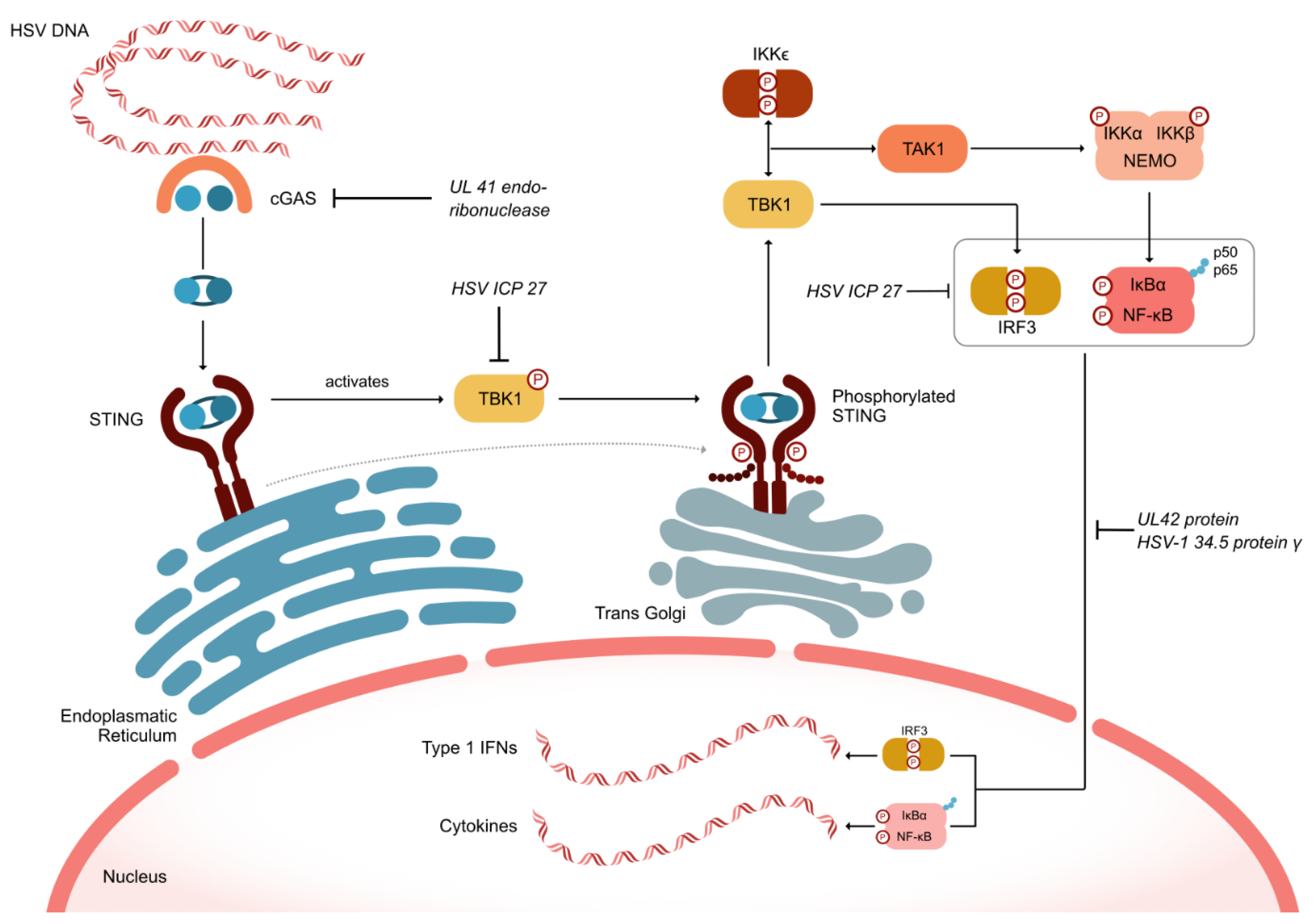 Viruses 16 01476 g002 Viruses 16 01476 g002