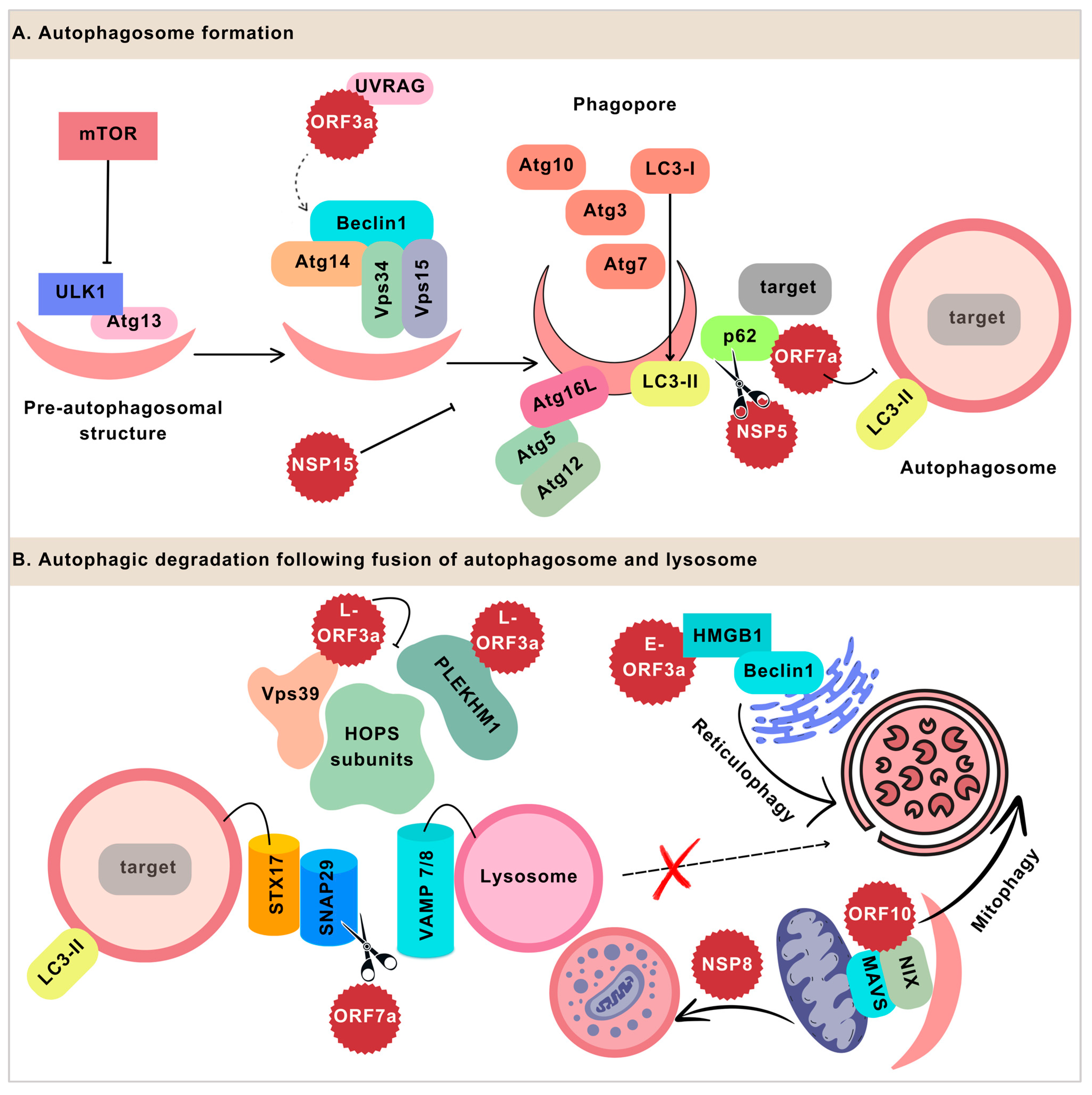 Viruses 16 01491 g001