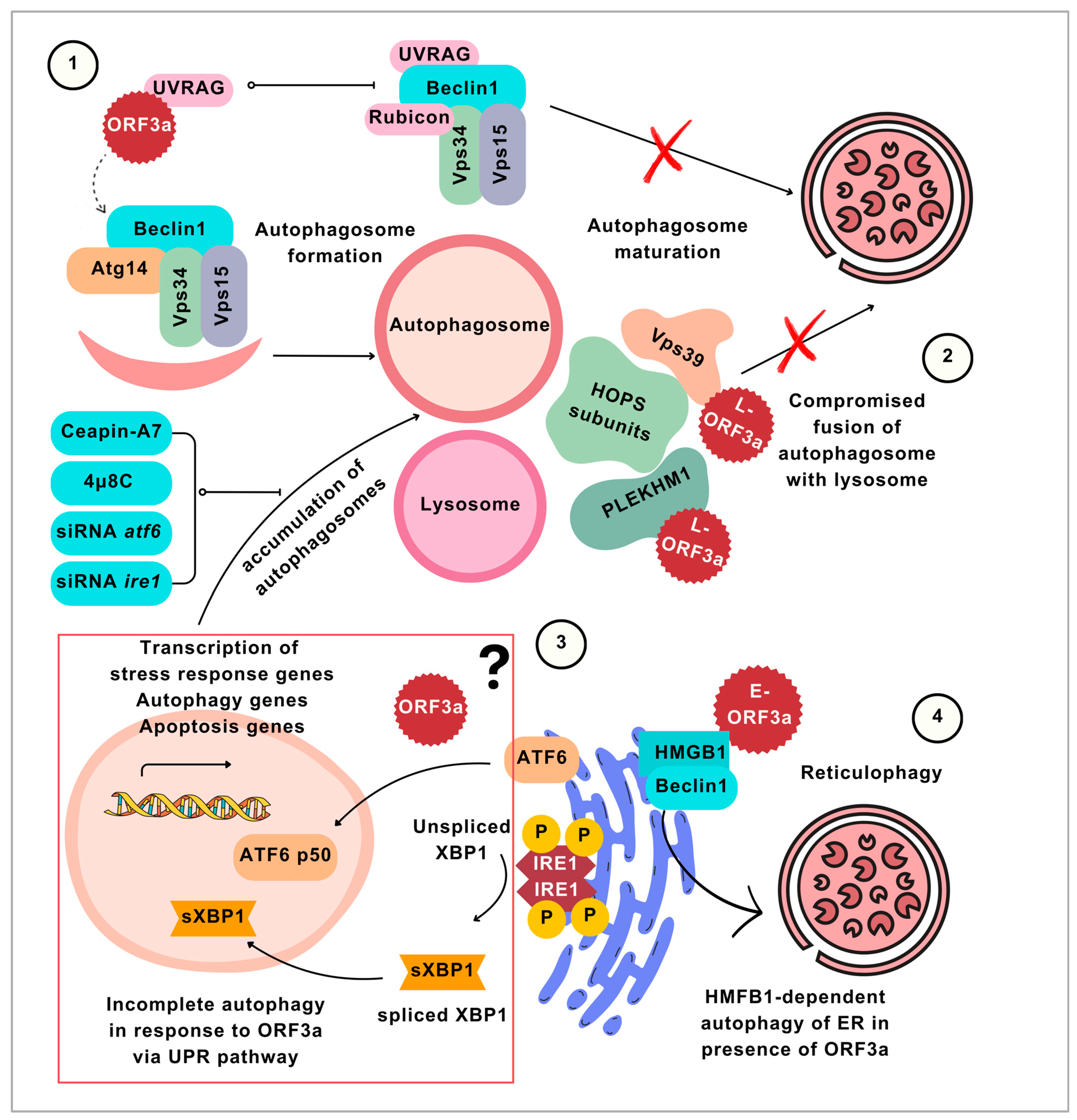 Viruses 16 01491 g002