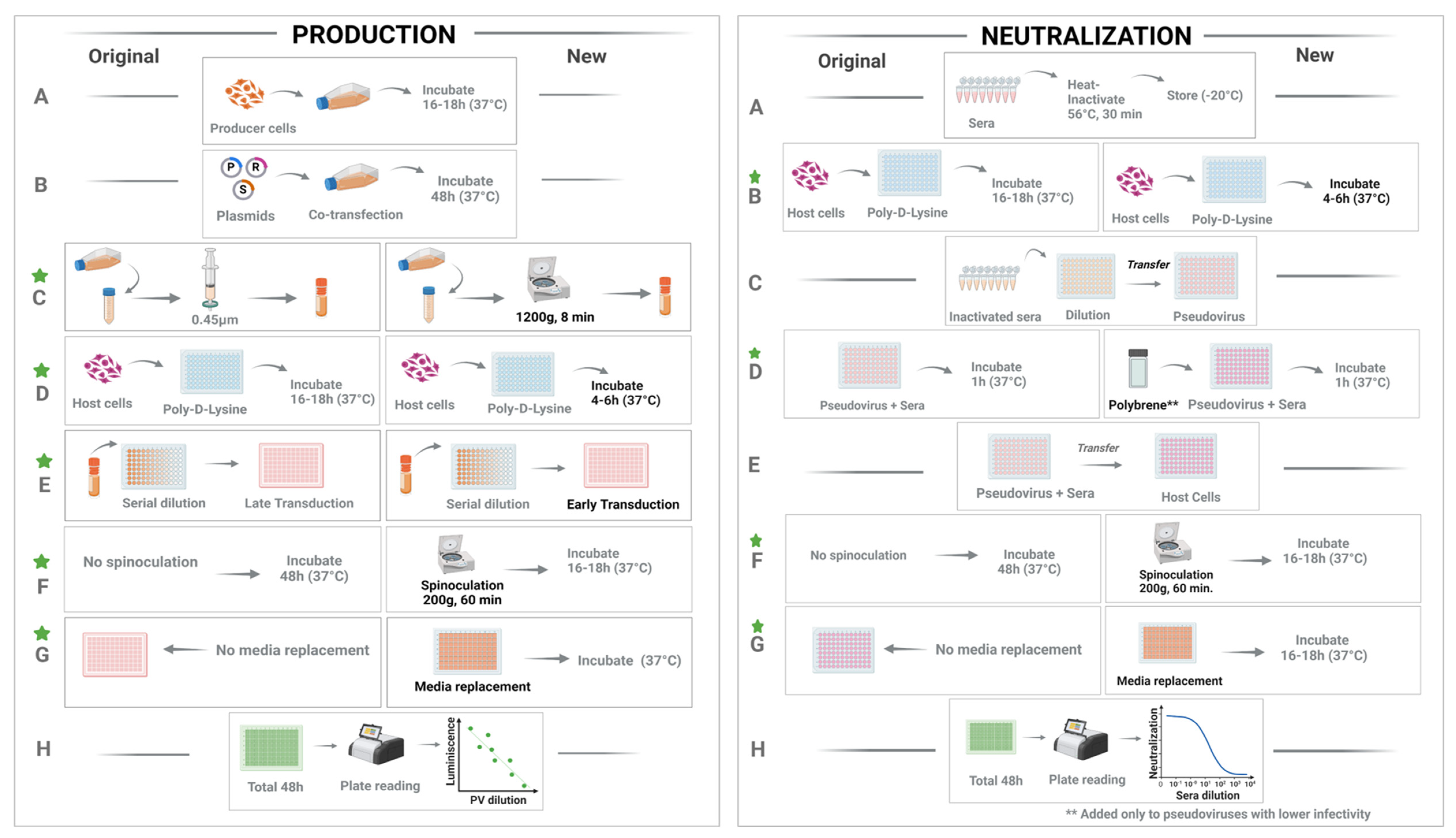 Viruses 16 01492 g001