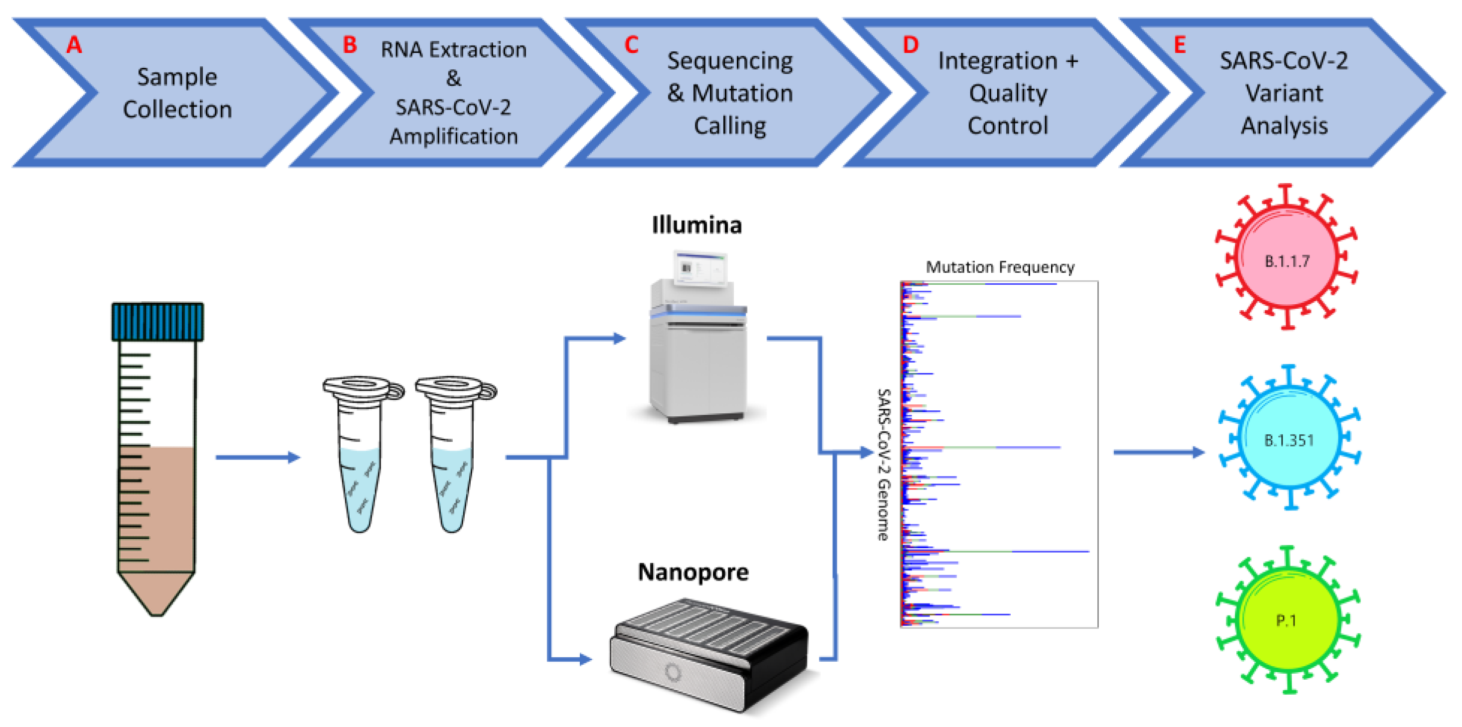 Viruses 16 01495 g006