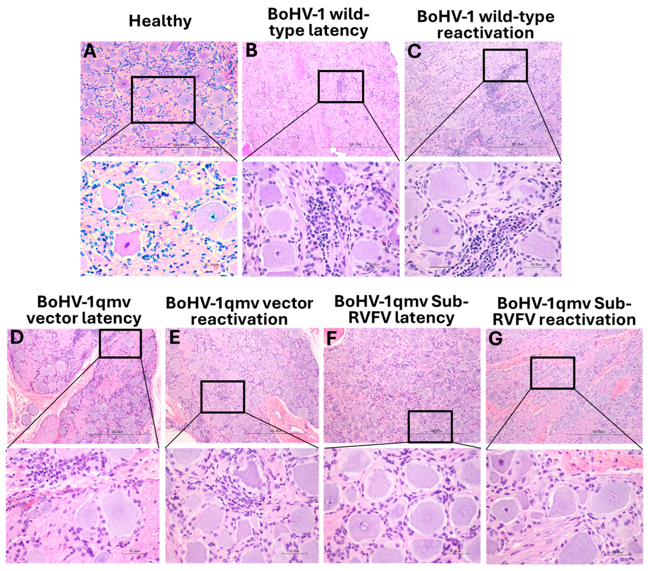 Viruses 16 01497 g008 Viruses 16 01497 g008