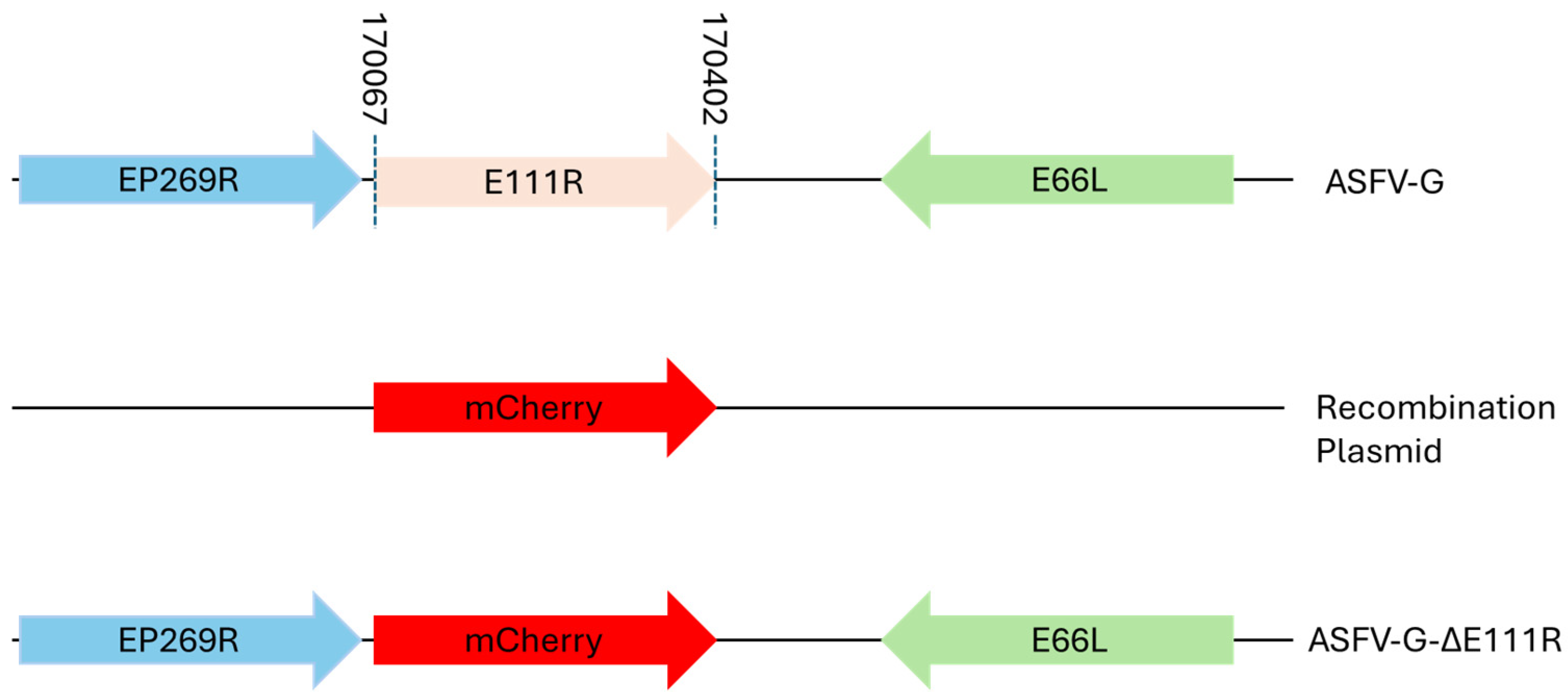 Viruses 16 01502 g005