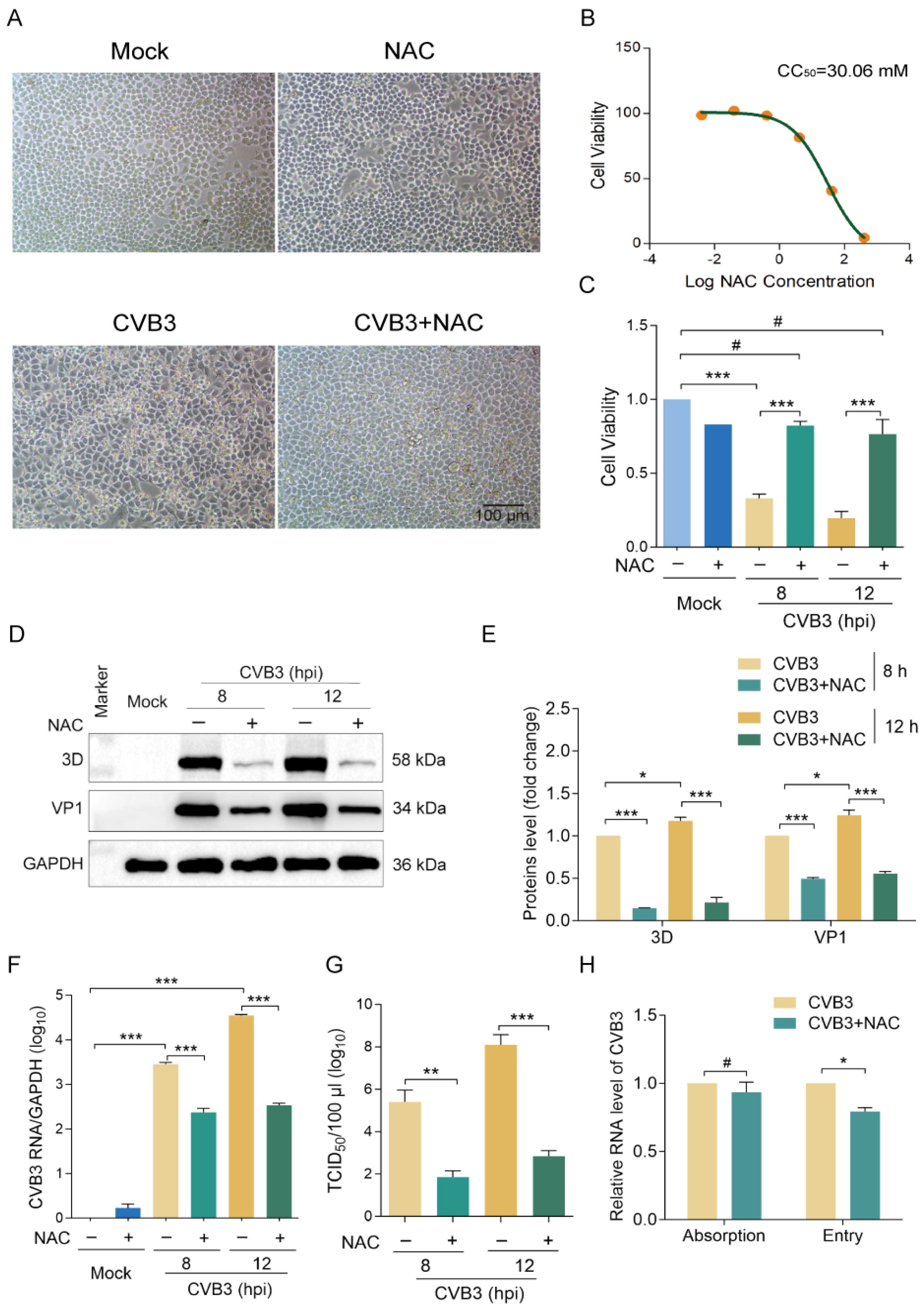 Viruses 16 01503 g001