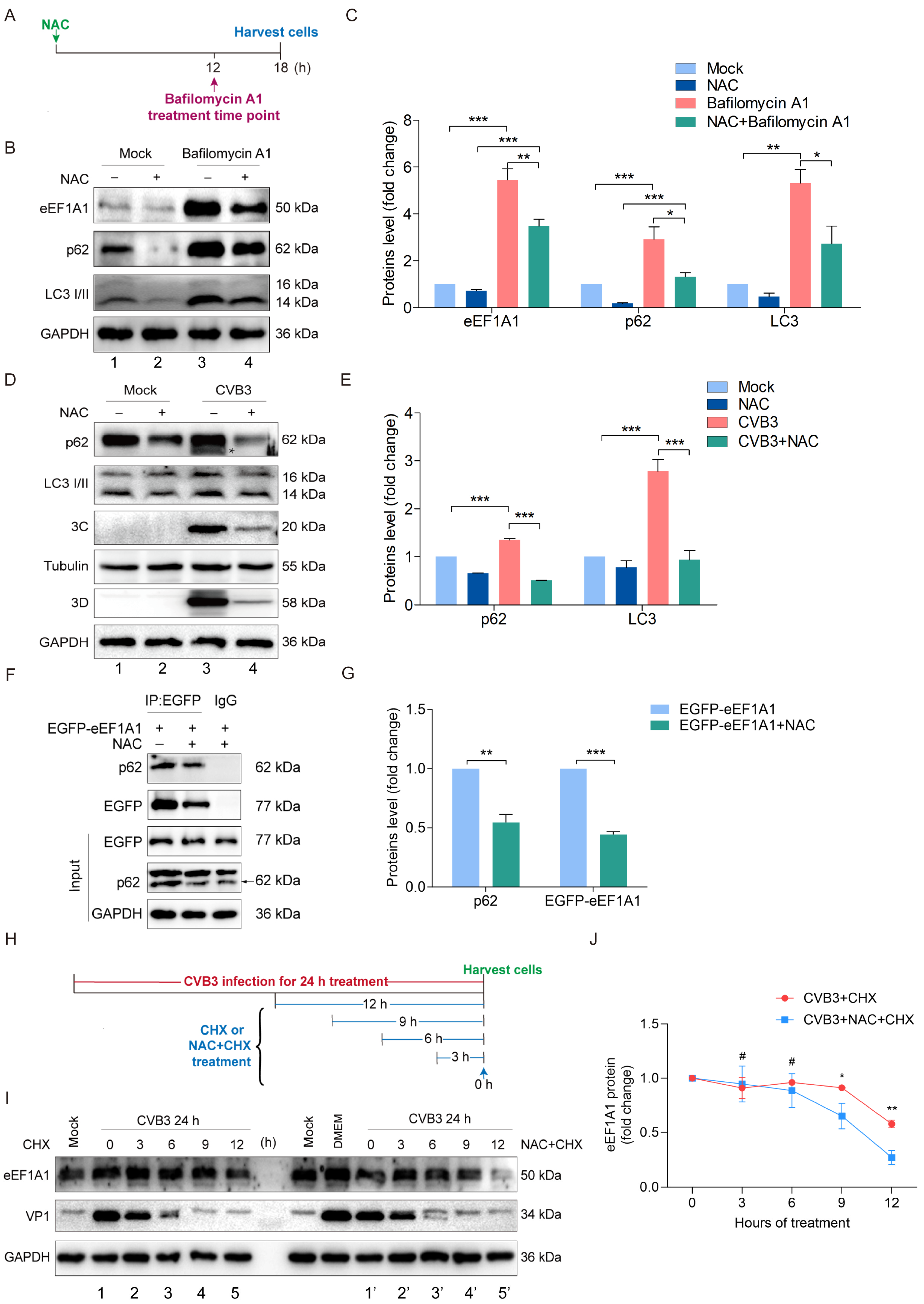 Viruses 16 01503 g006